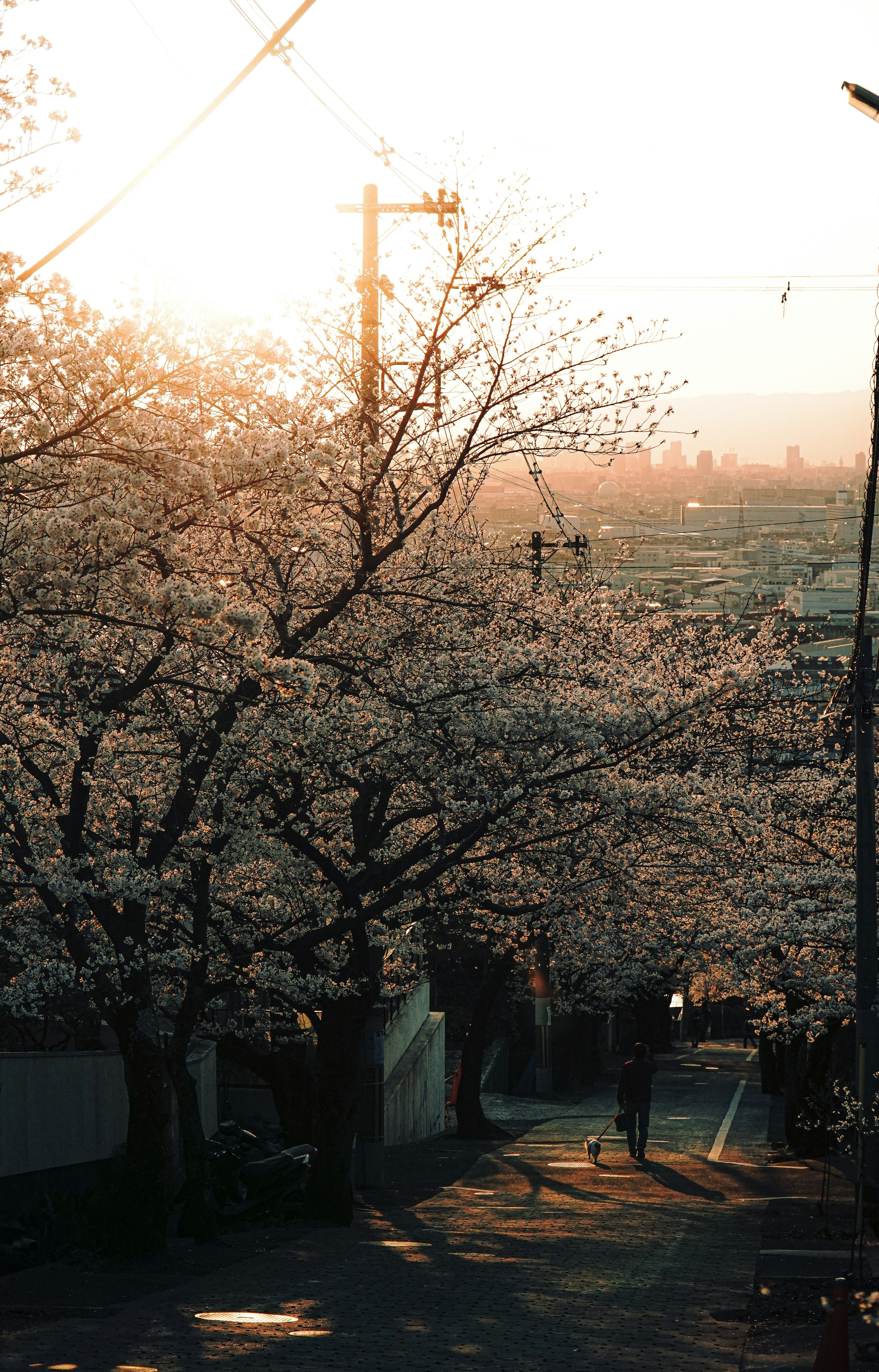 Quiet path lined with cherry blossom trees illuminated by the setting sun