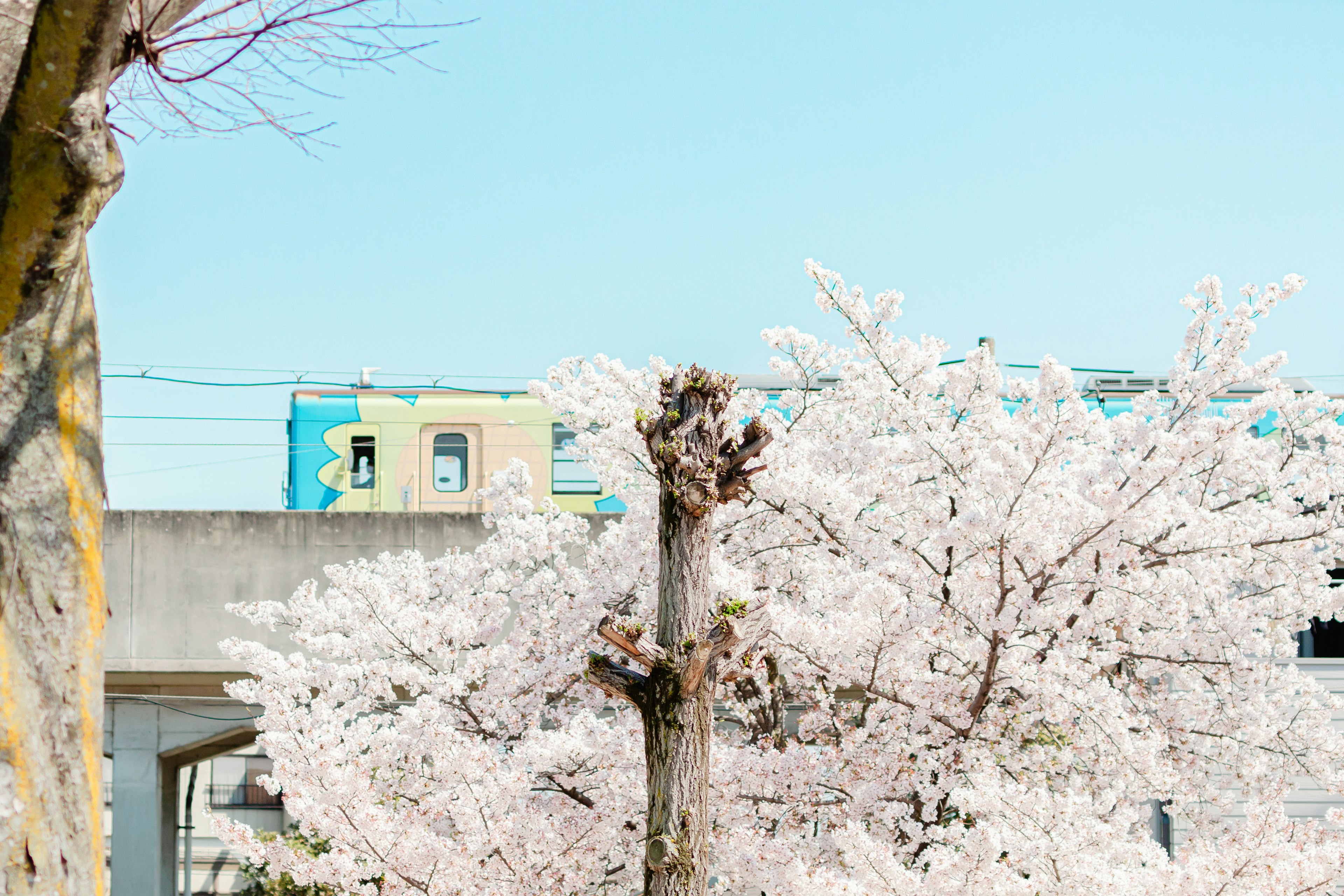 Scenic view featuring cherry blossom trees against a blue sky with colorful buildings in the background