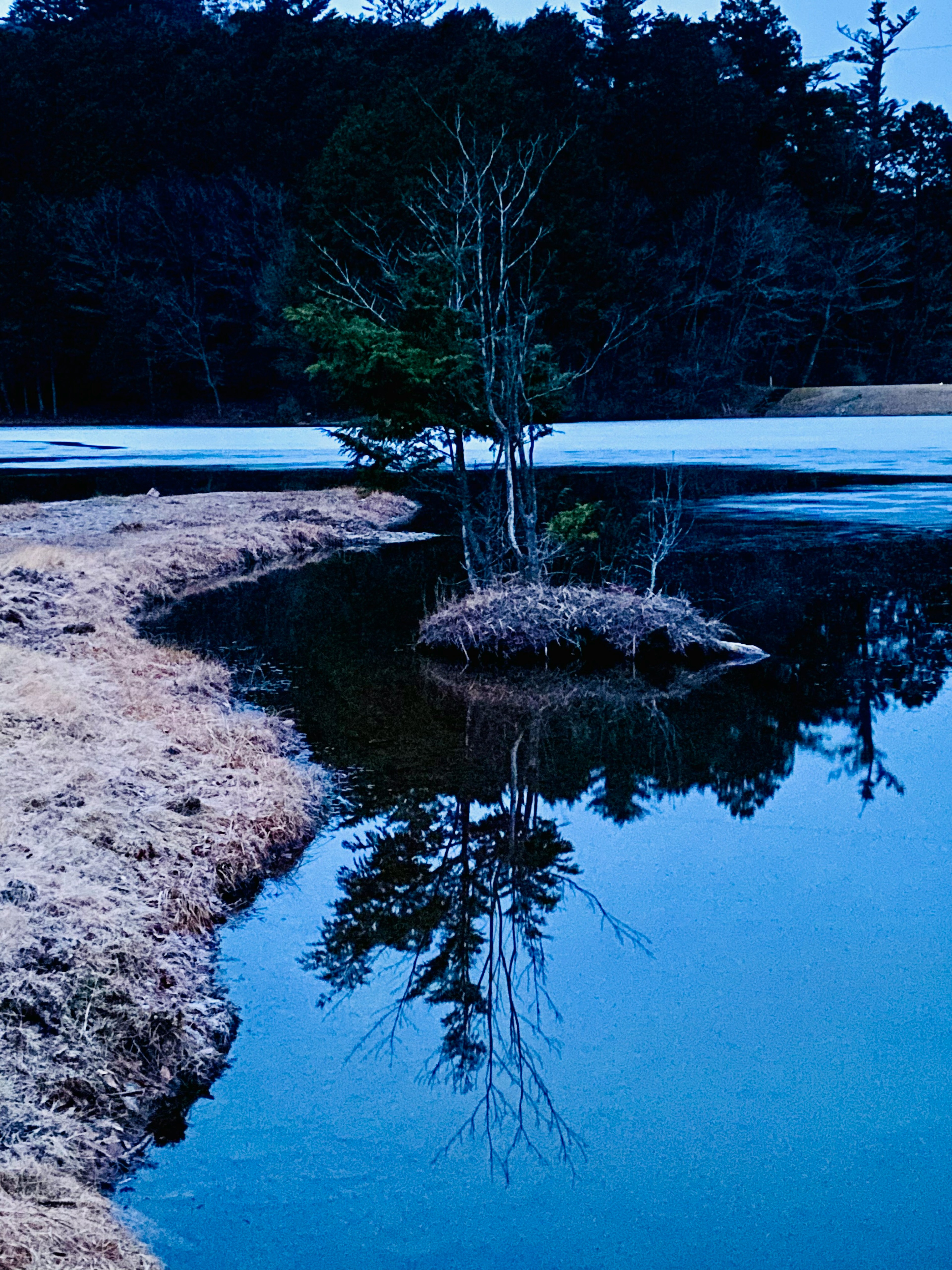 A solitary tree reflected in calm water at dusk