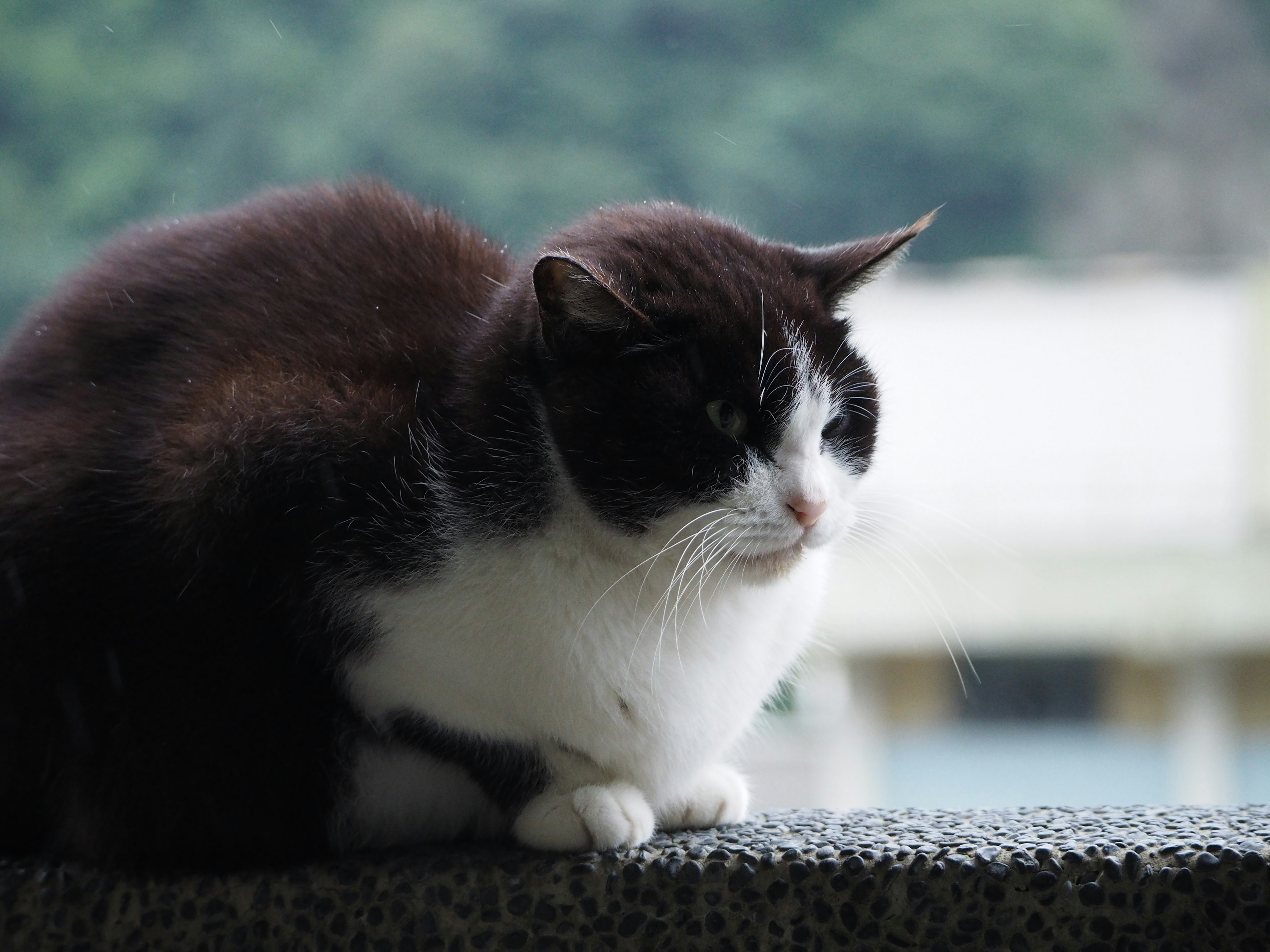 Un gatto bianco e nero seduto vicino a una finestra