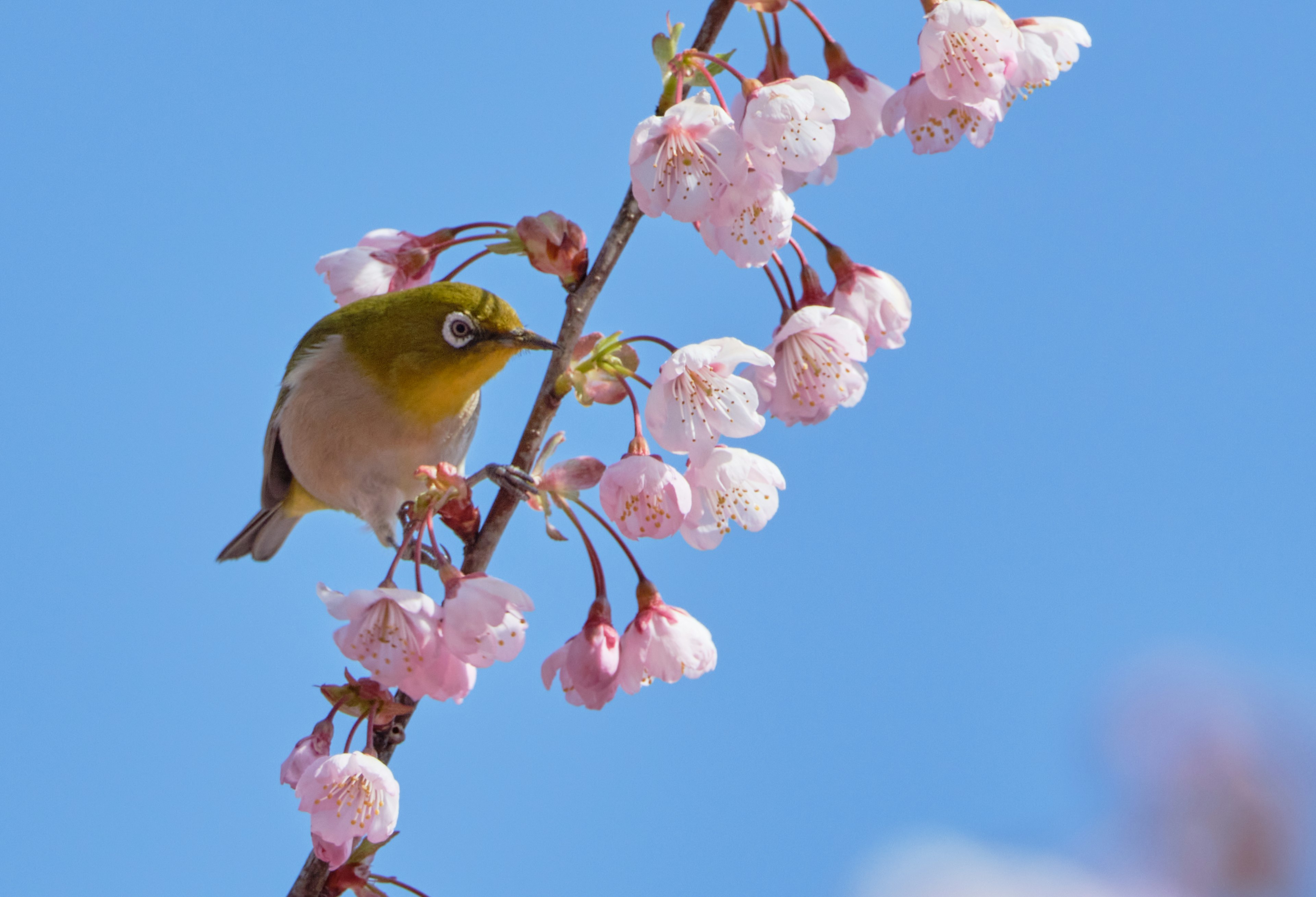 Ein kleiner Vogel, der auf einem Kirschblütenzweig vor einem blauen Himmel sitzt