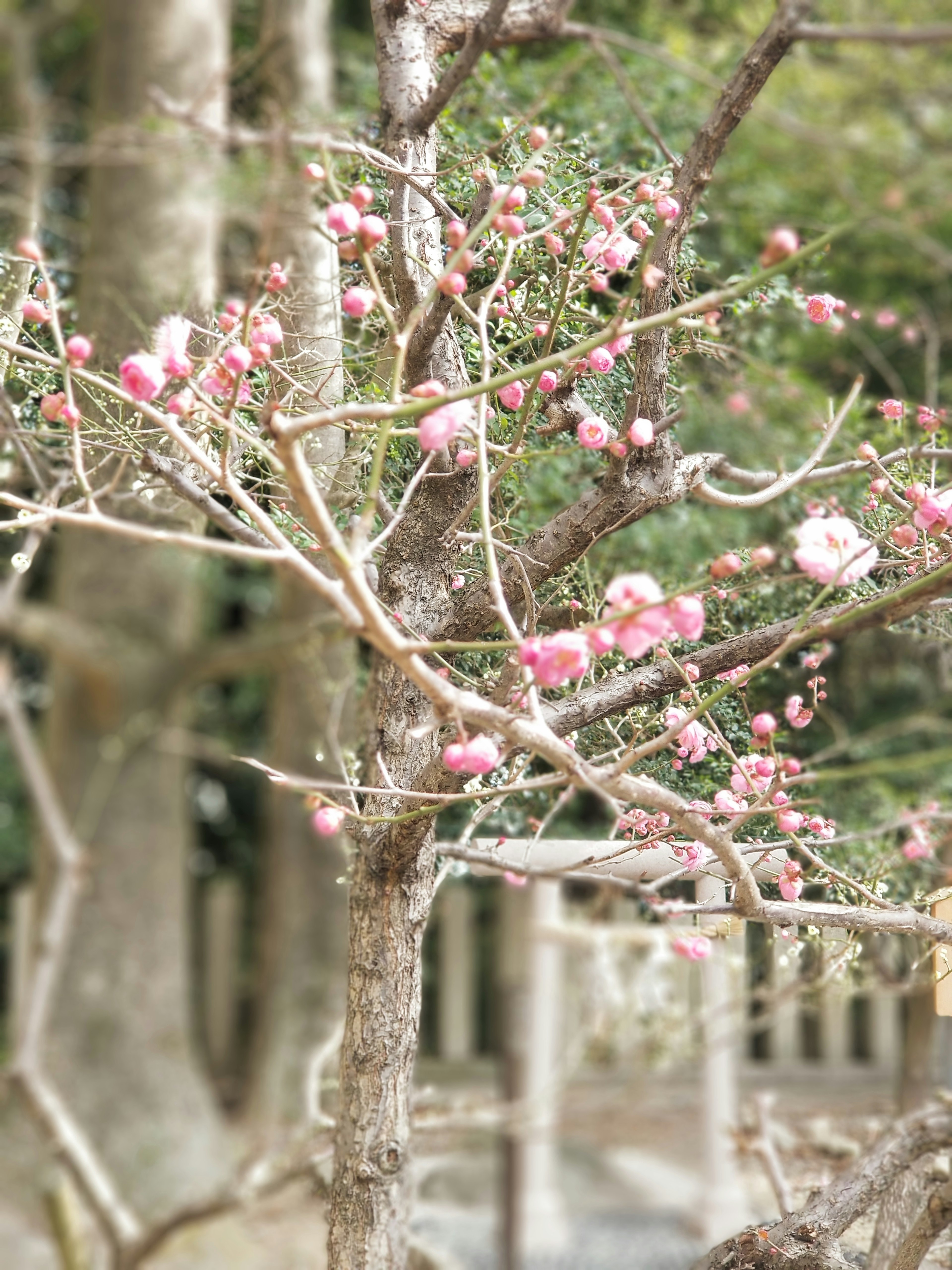 Primo piano di un ramo d'albero con fiori di ciliegio rosa in fiore