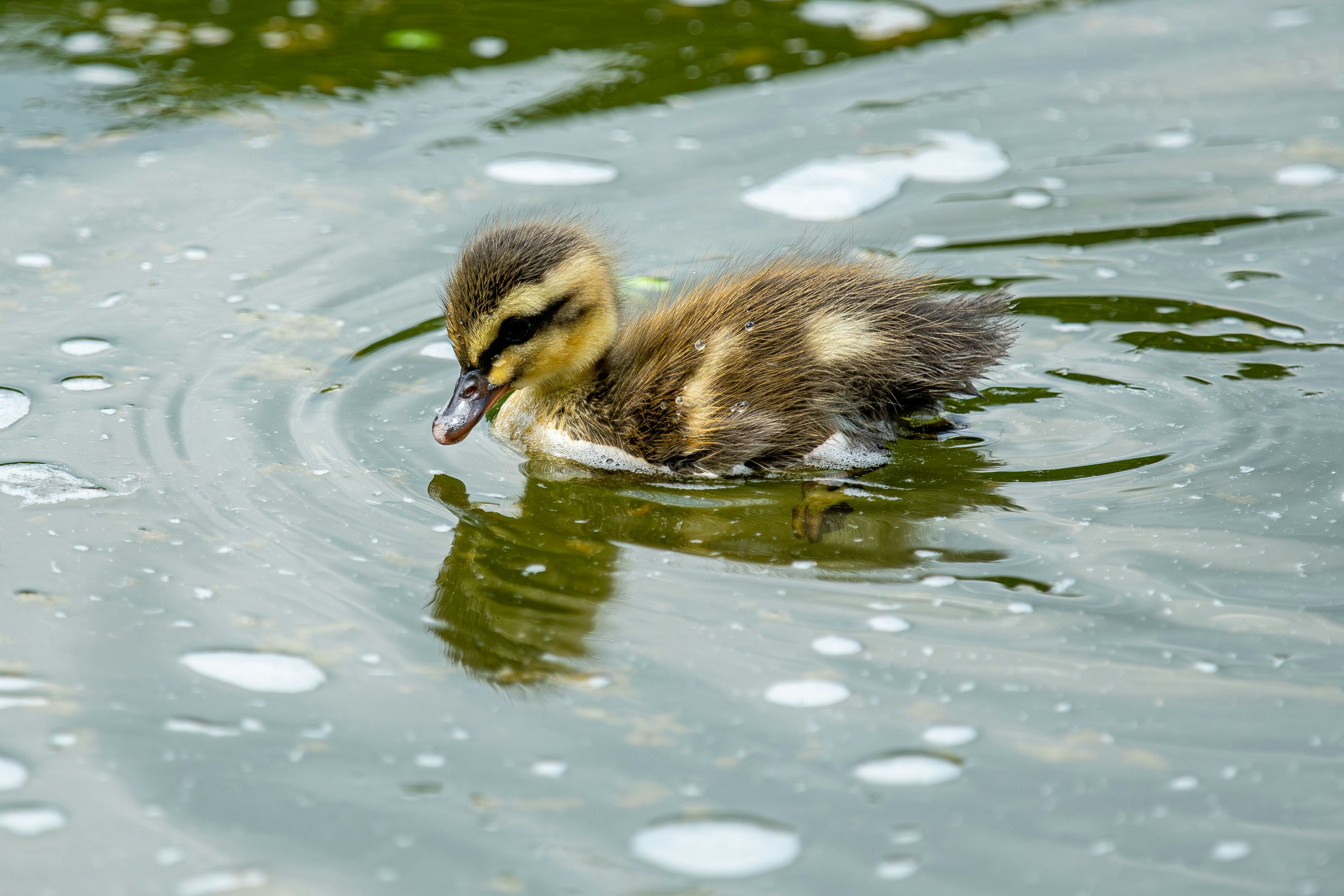 Cute duckling swimming on the water surface with some bubbles