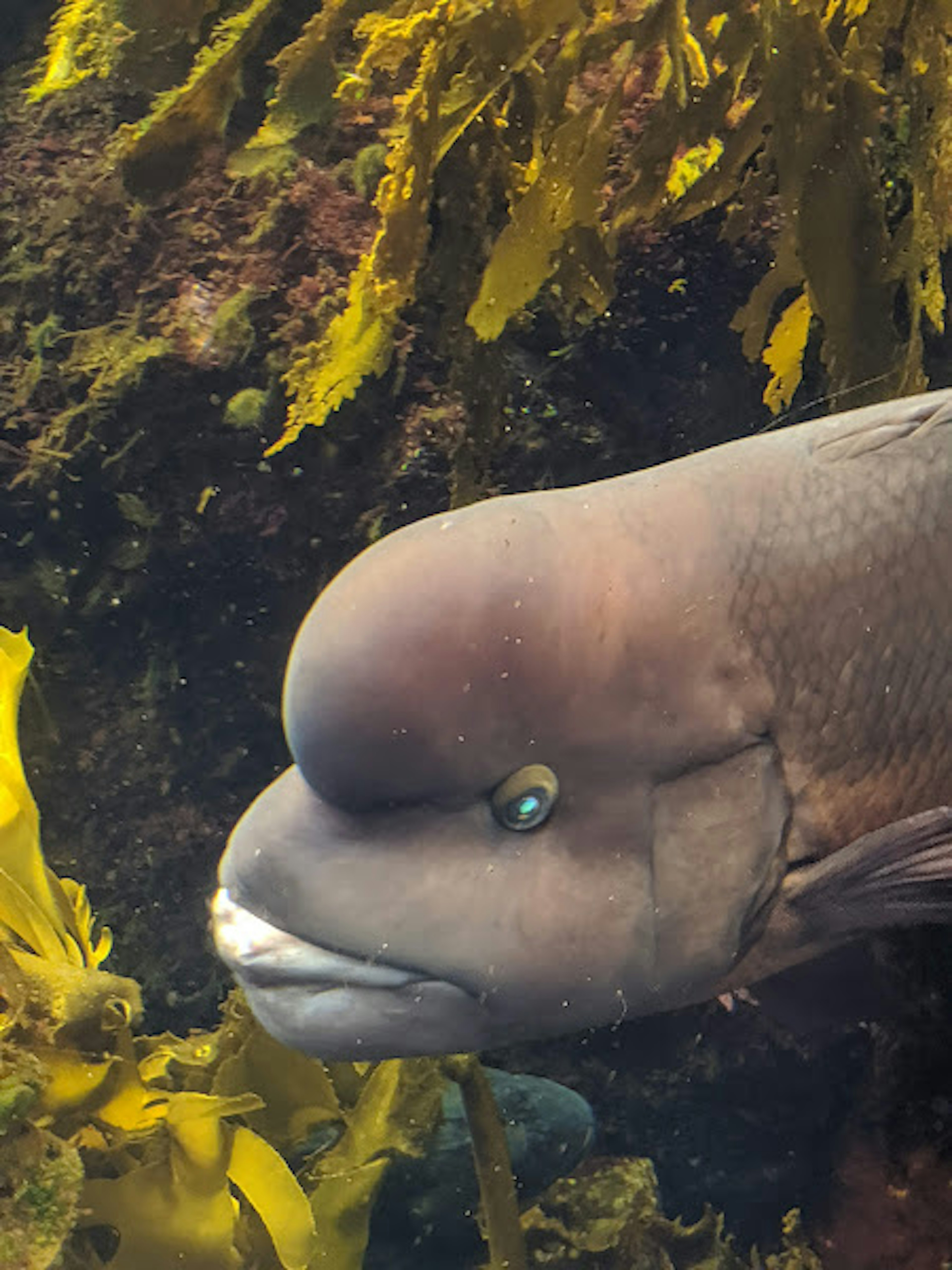 Nahaufnahme eines Fisches, der durch Algen schaut