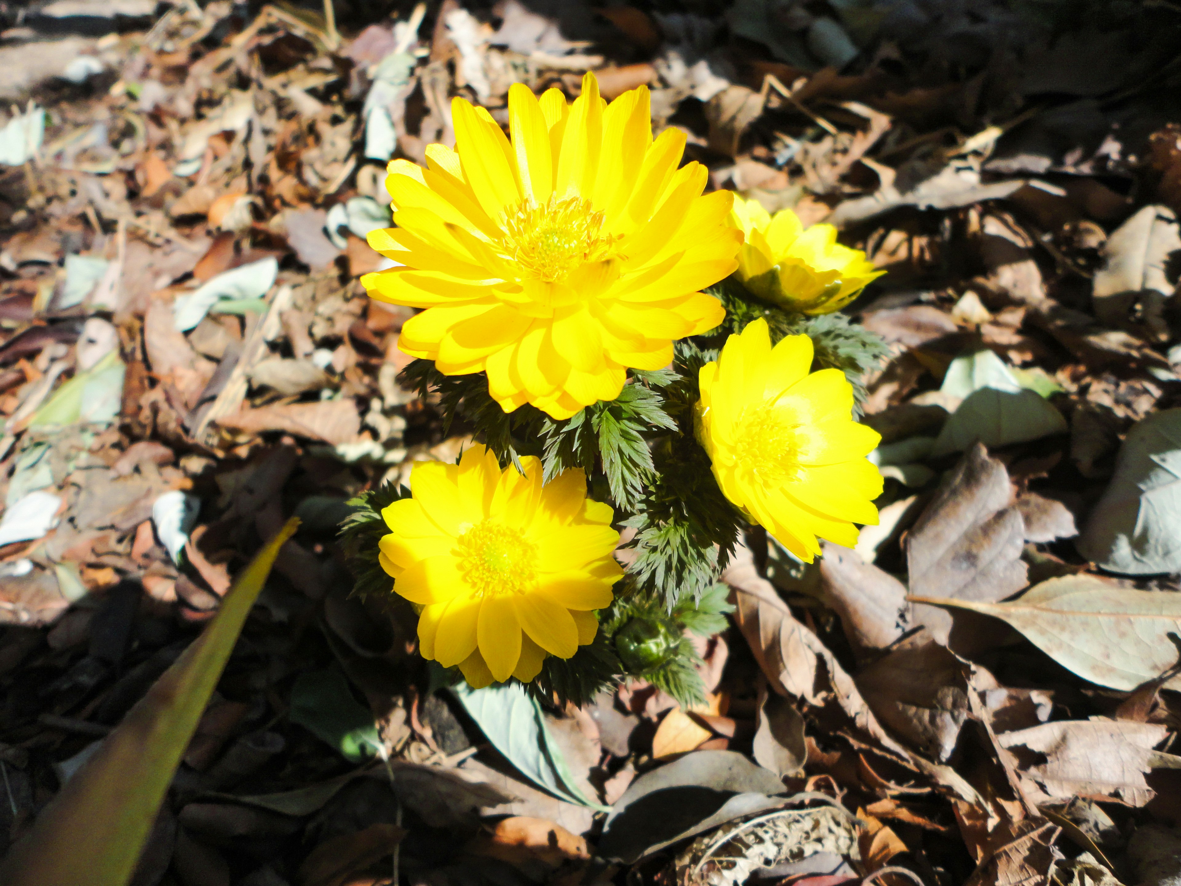 Vibrant yellow flowers blooming among dry leaves