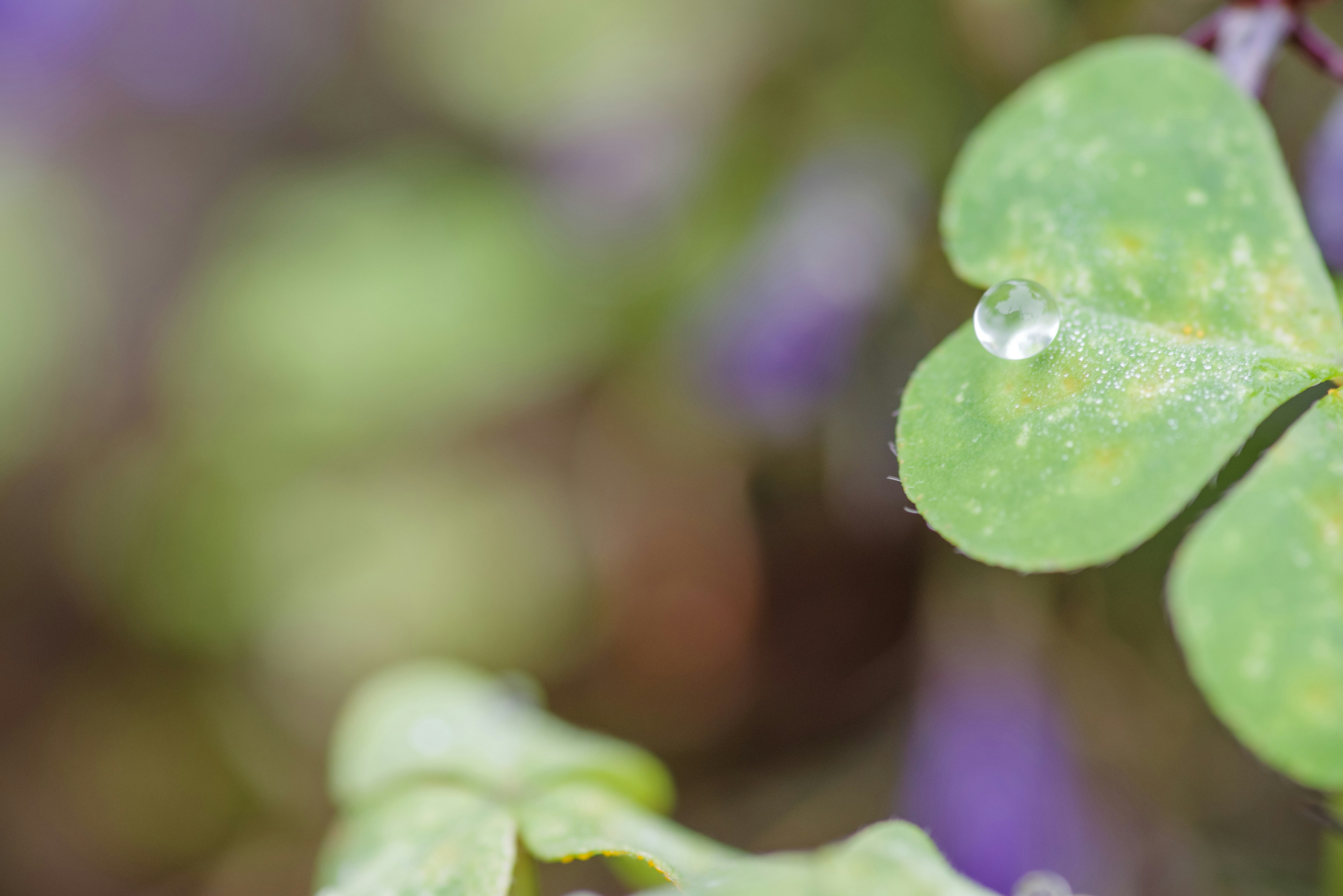 Immagine ravvicinata di una foglia verde con una goccia d'acqua