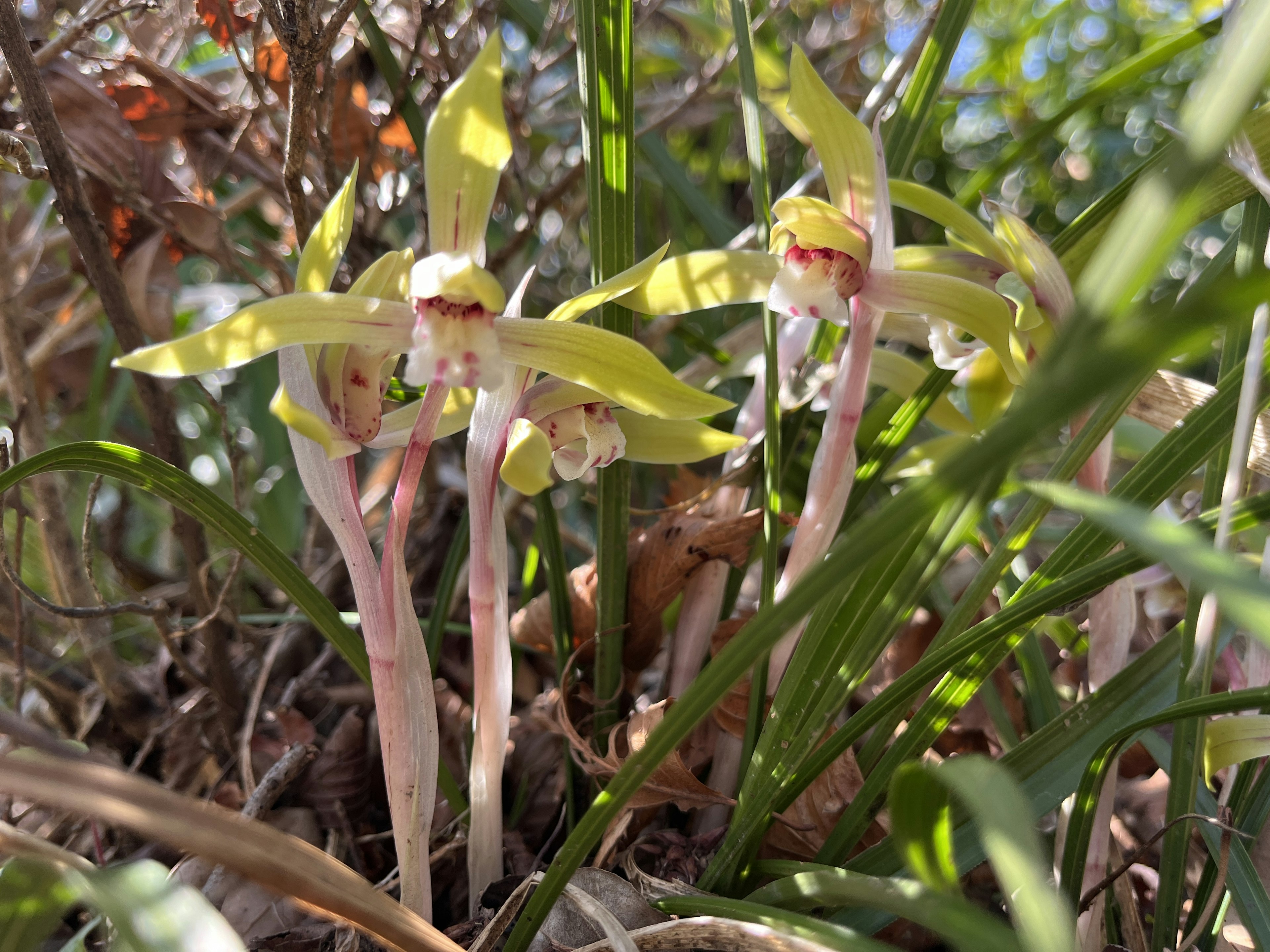 緑色の花びらを持つ珍しいランの花が草の中に咲いている