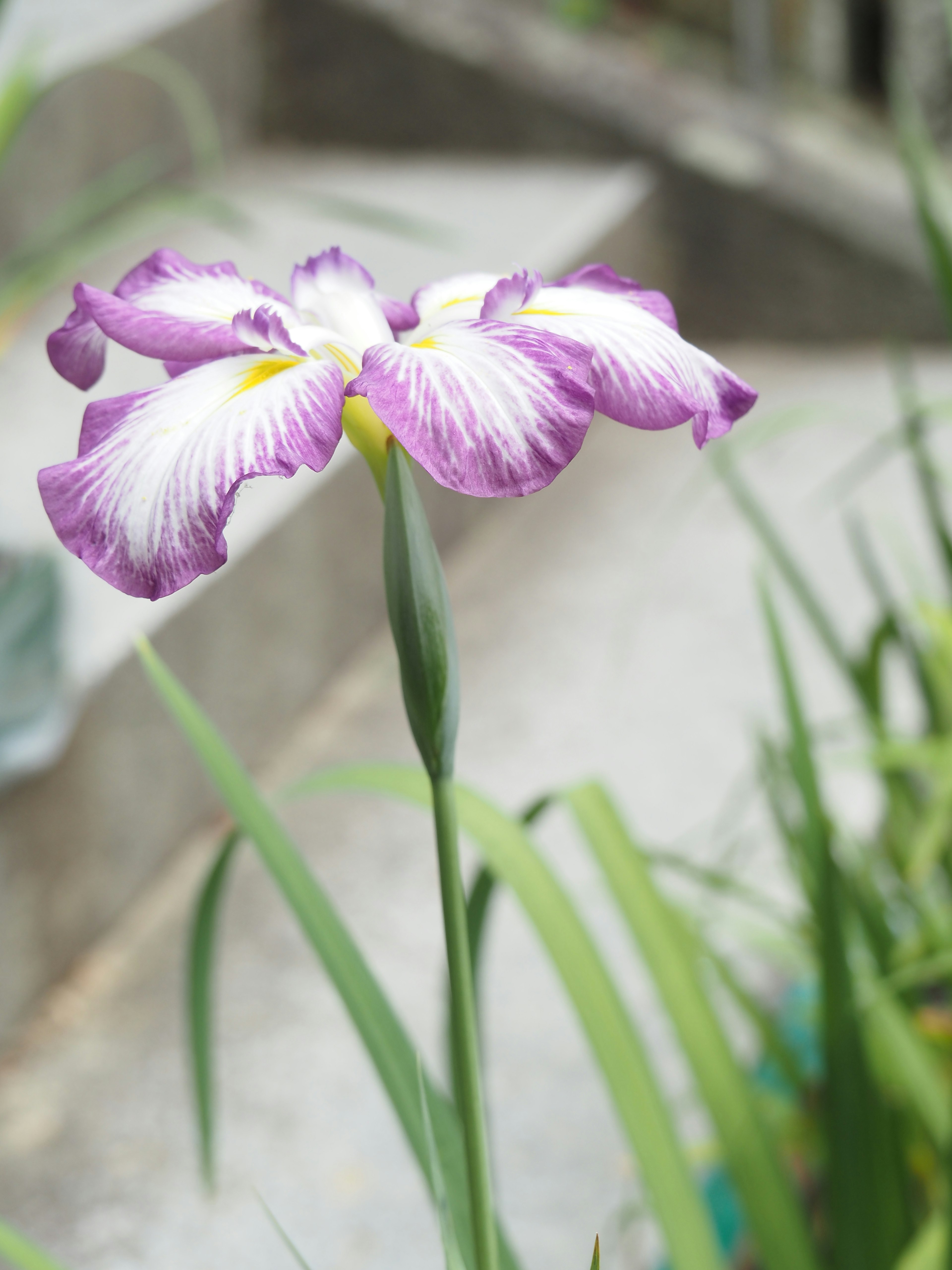 Sebuah bunga iris ungu yang indah sedang mekar dengan kelopak halus