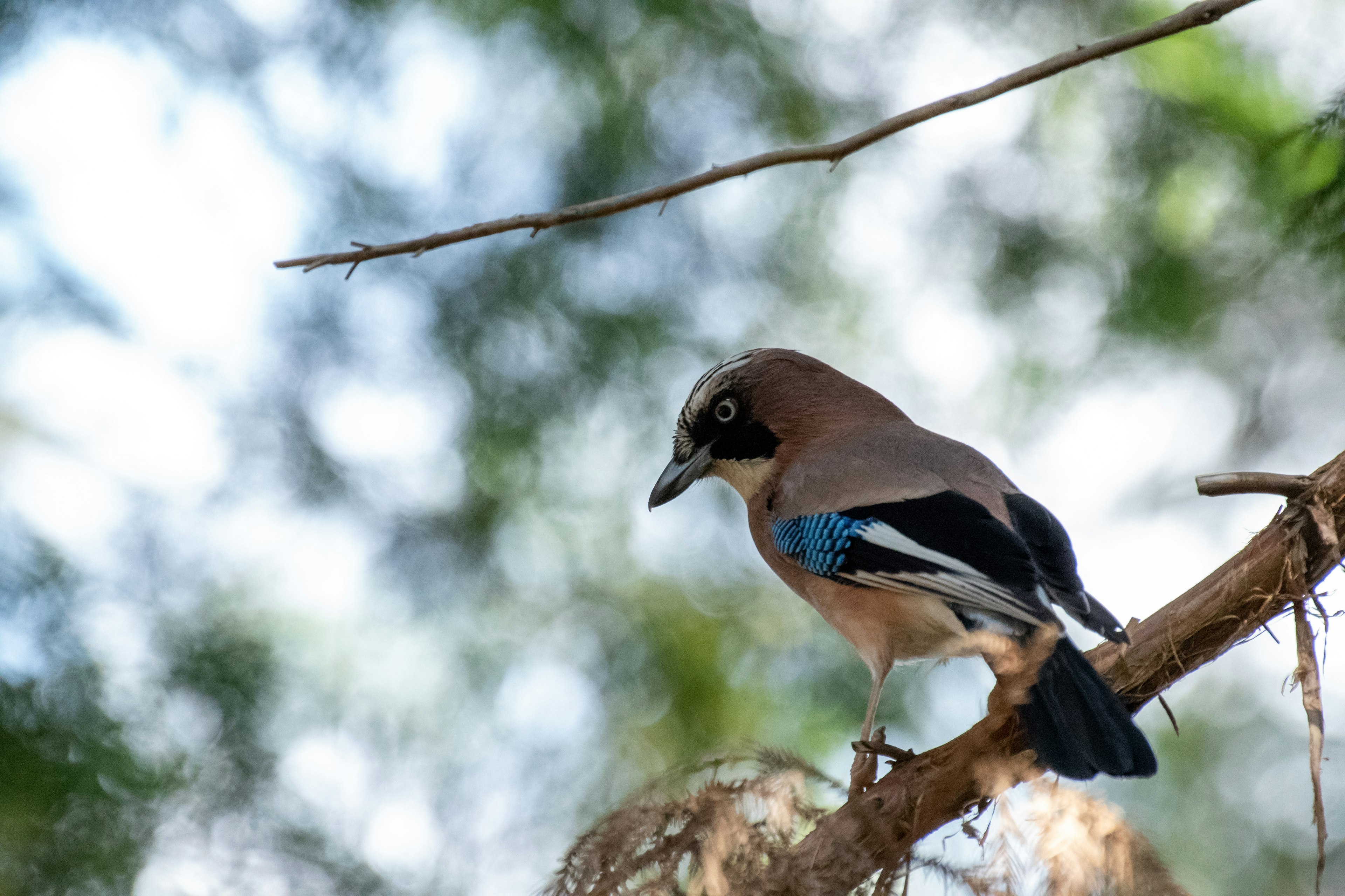 Sisi burung jay yang bertengger di dahan pohon dengan bulu biru