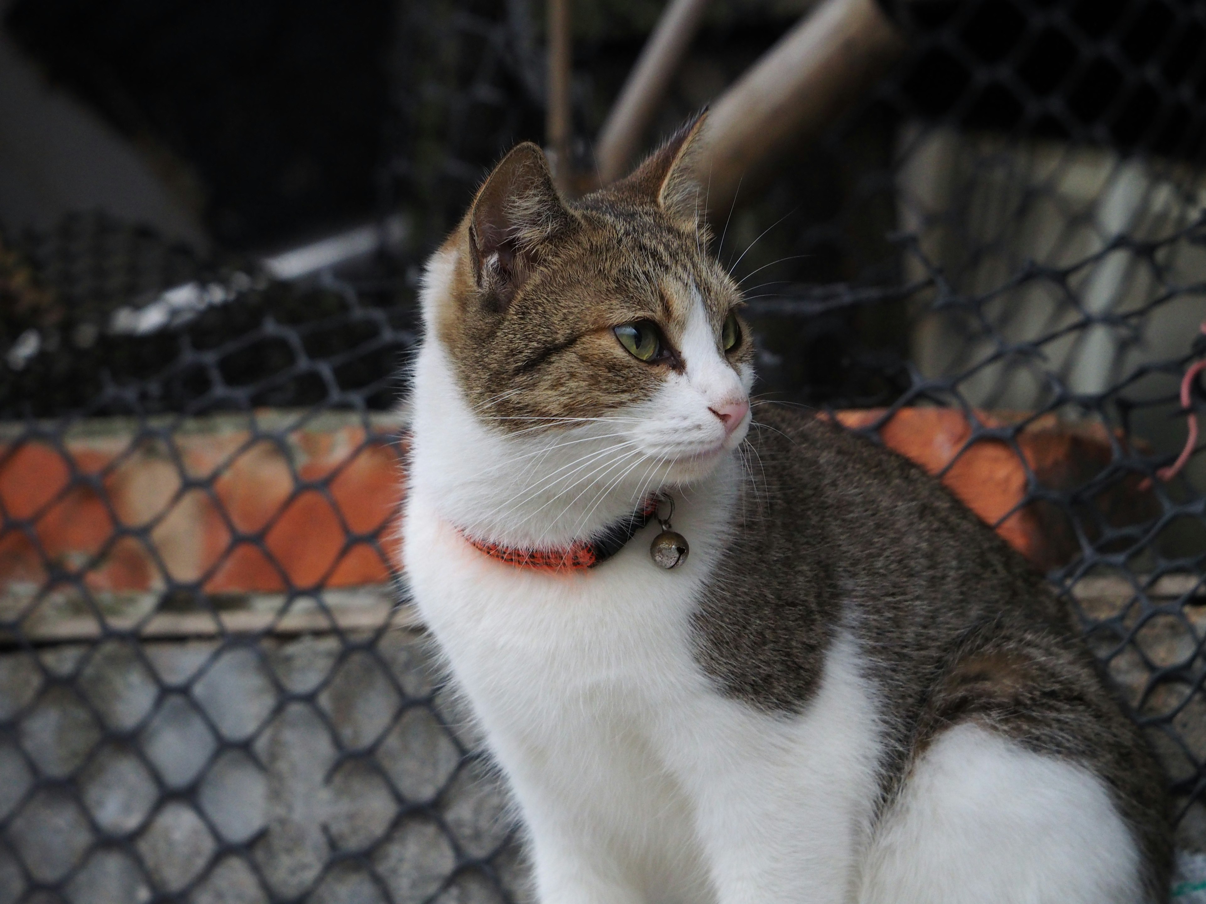 A white and brown cat sitting in front of a net