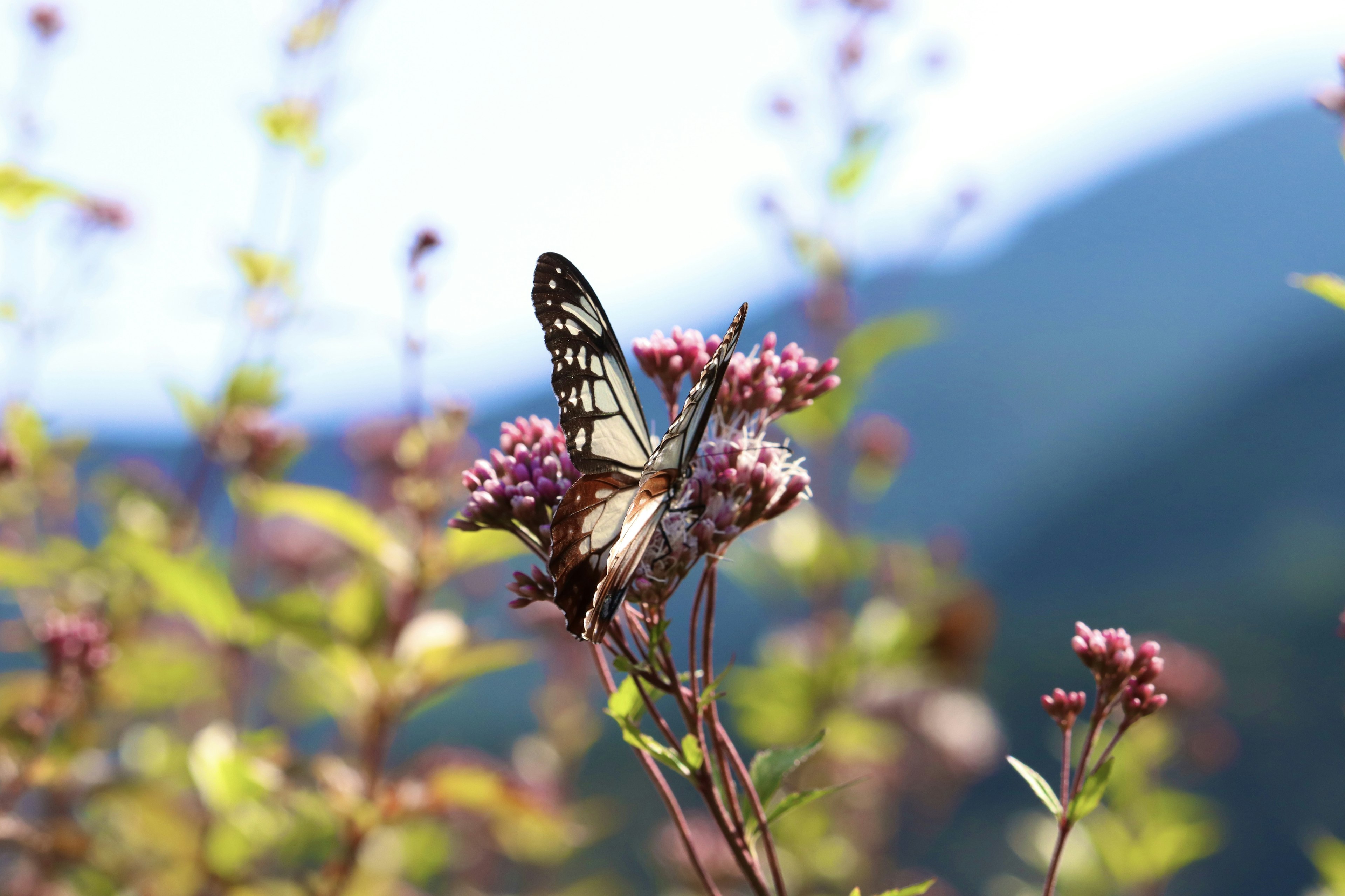 A butterfly perched on flowers with blurred mountains in the background