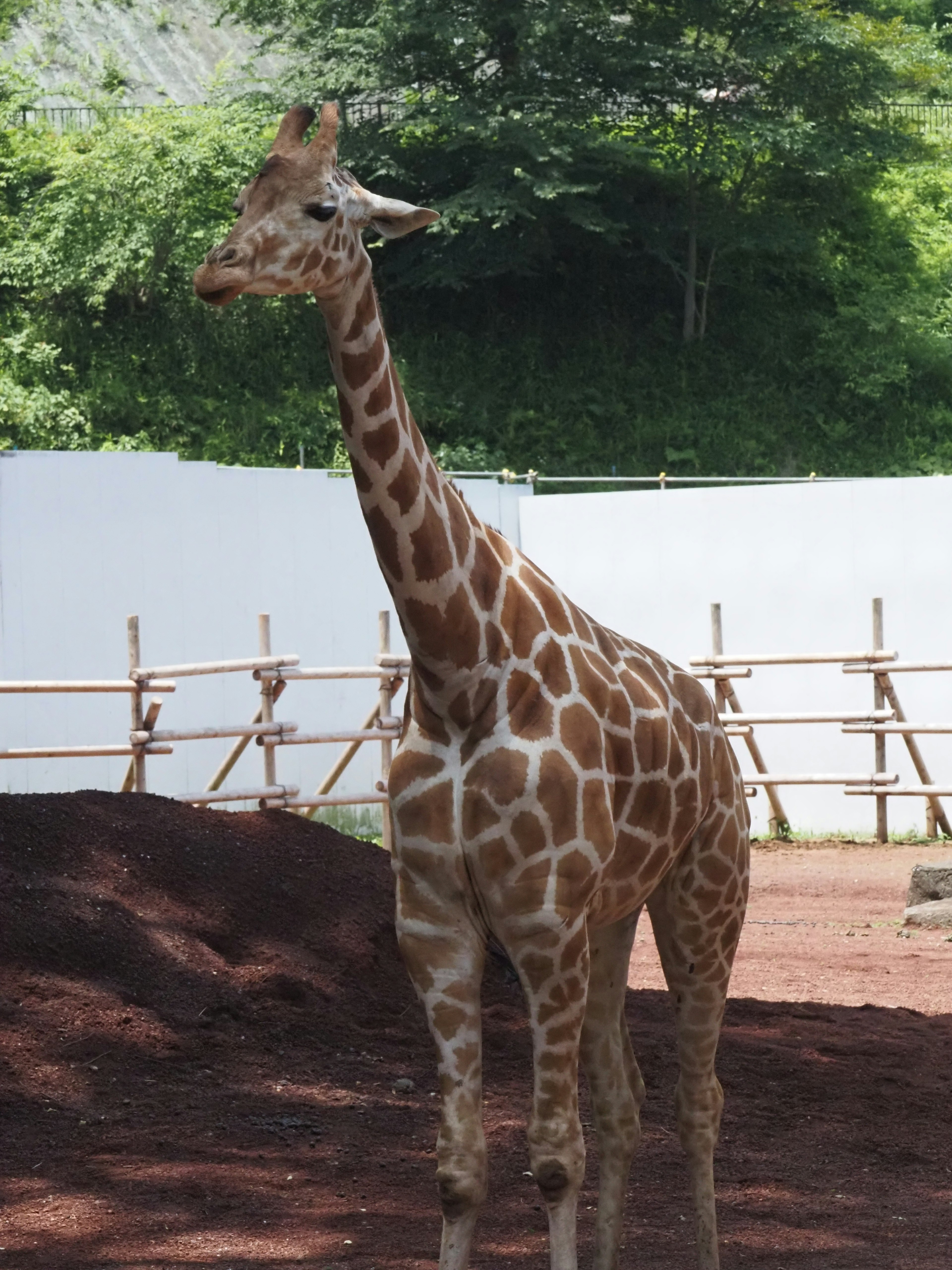 A giraffe standing with a long neck and distinctive patterns