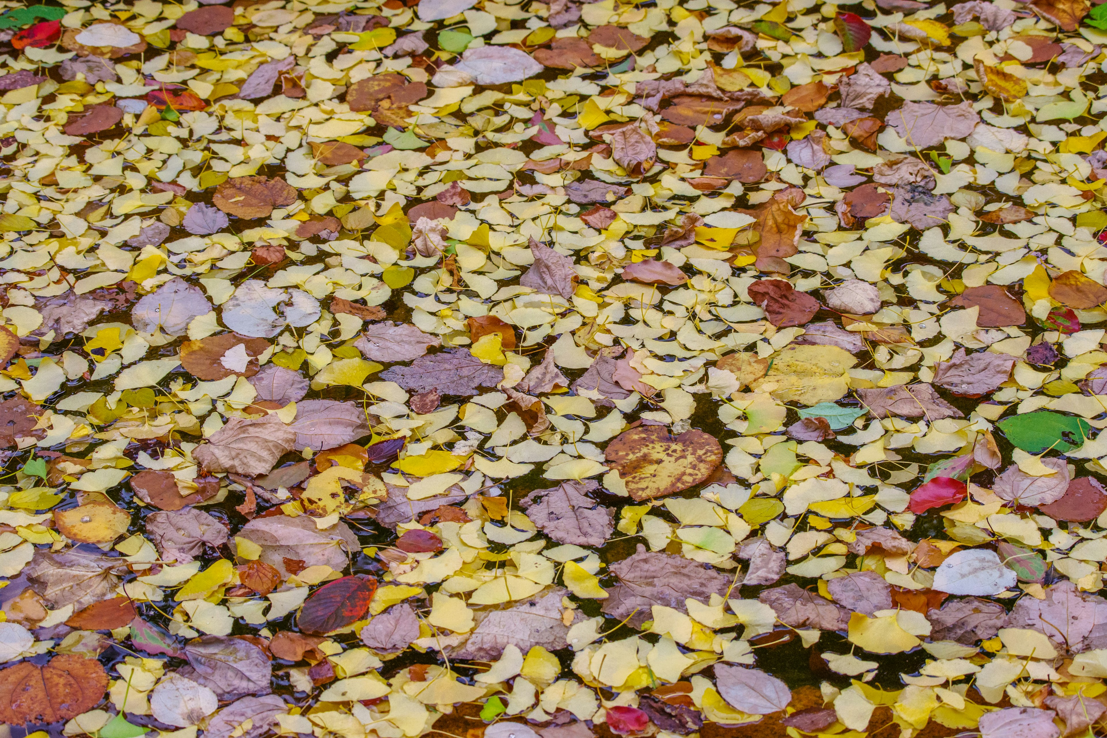 Colorful leaves floating on the water surface in an autumn scene