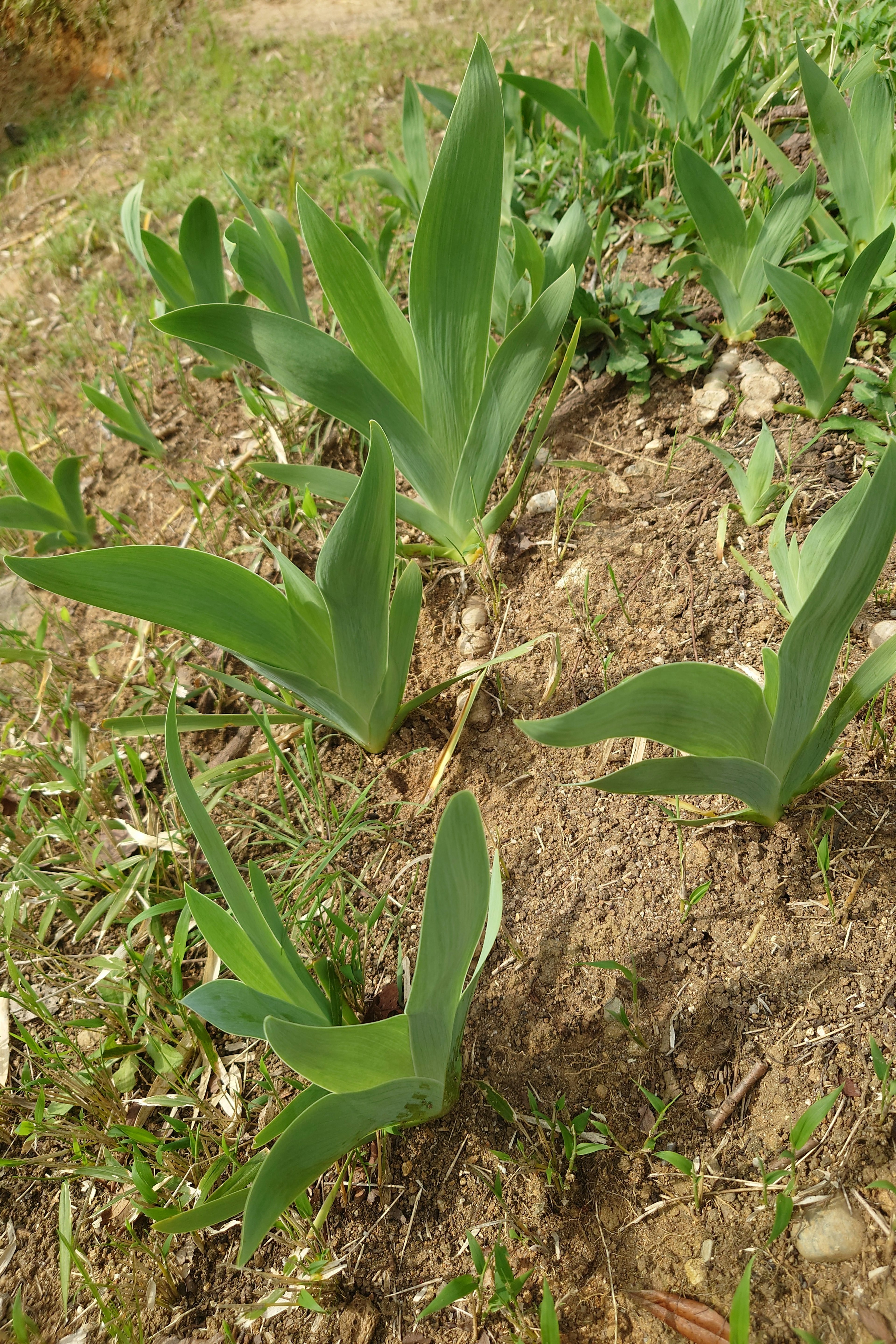 Groupe de petites plantes vertes avec des feuilles allongées