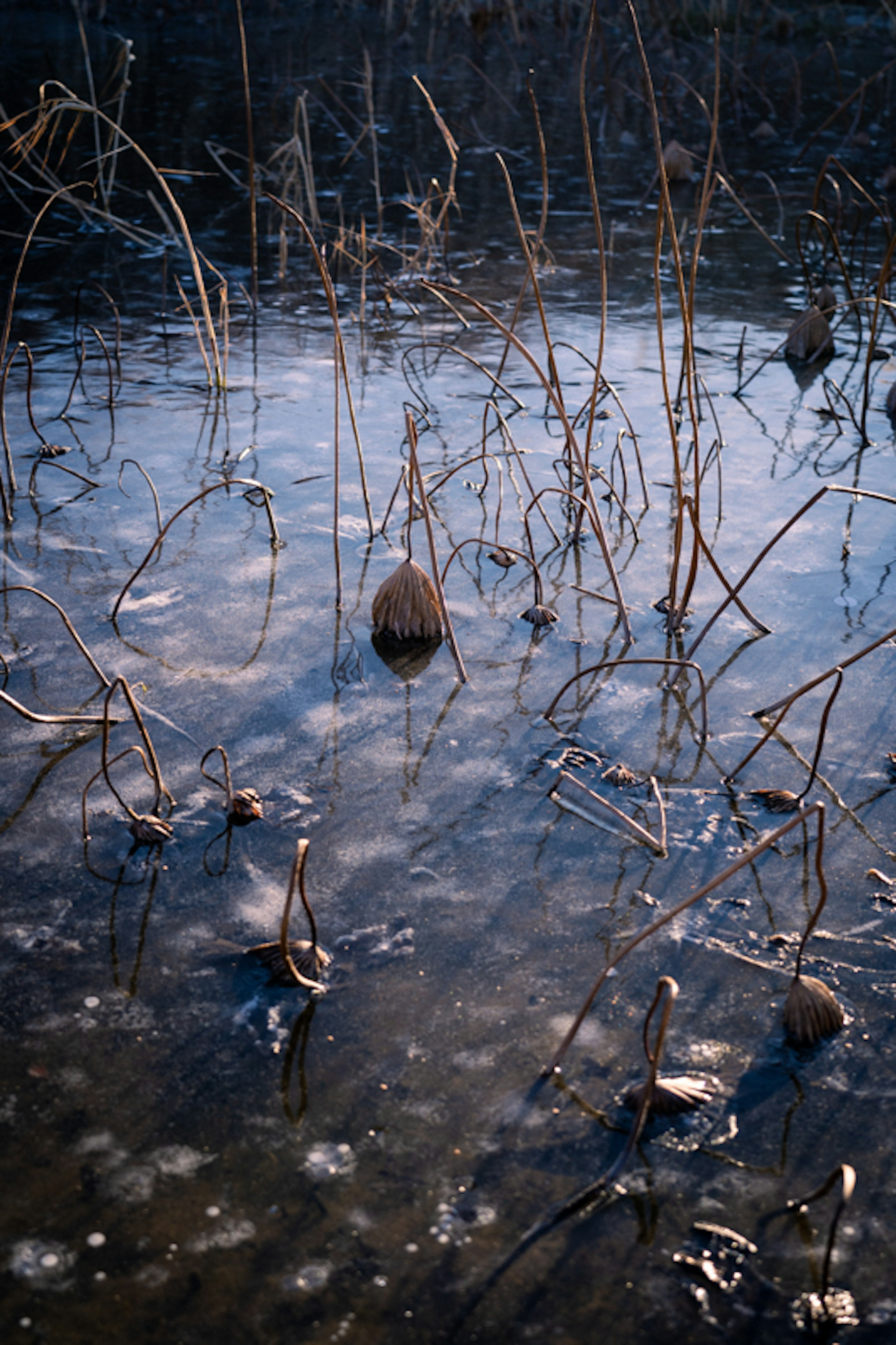 Dried plants emerging from a reflective water surface with bubbles