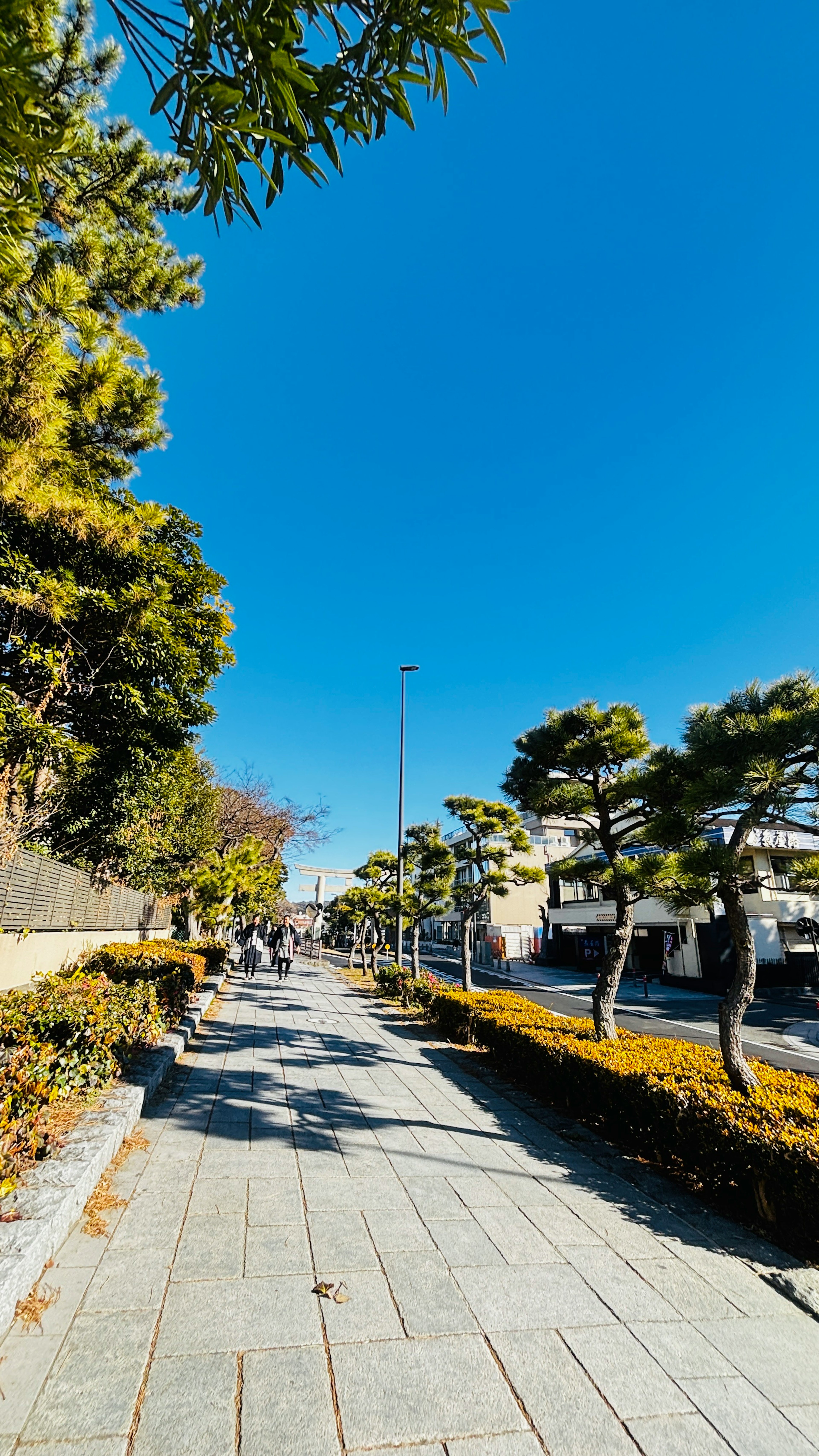 青空の下にある整備された歩道と松の木