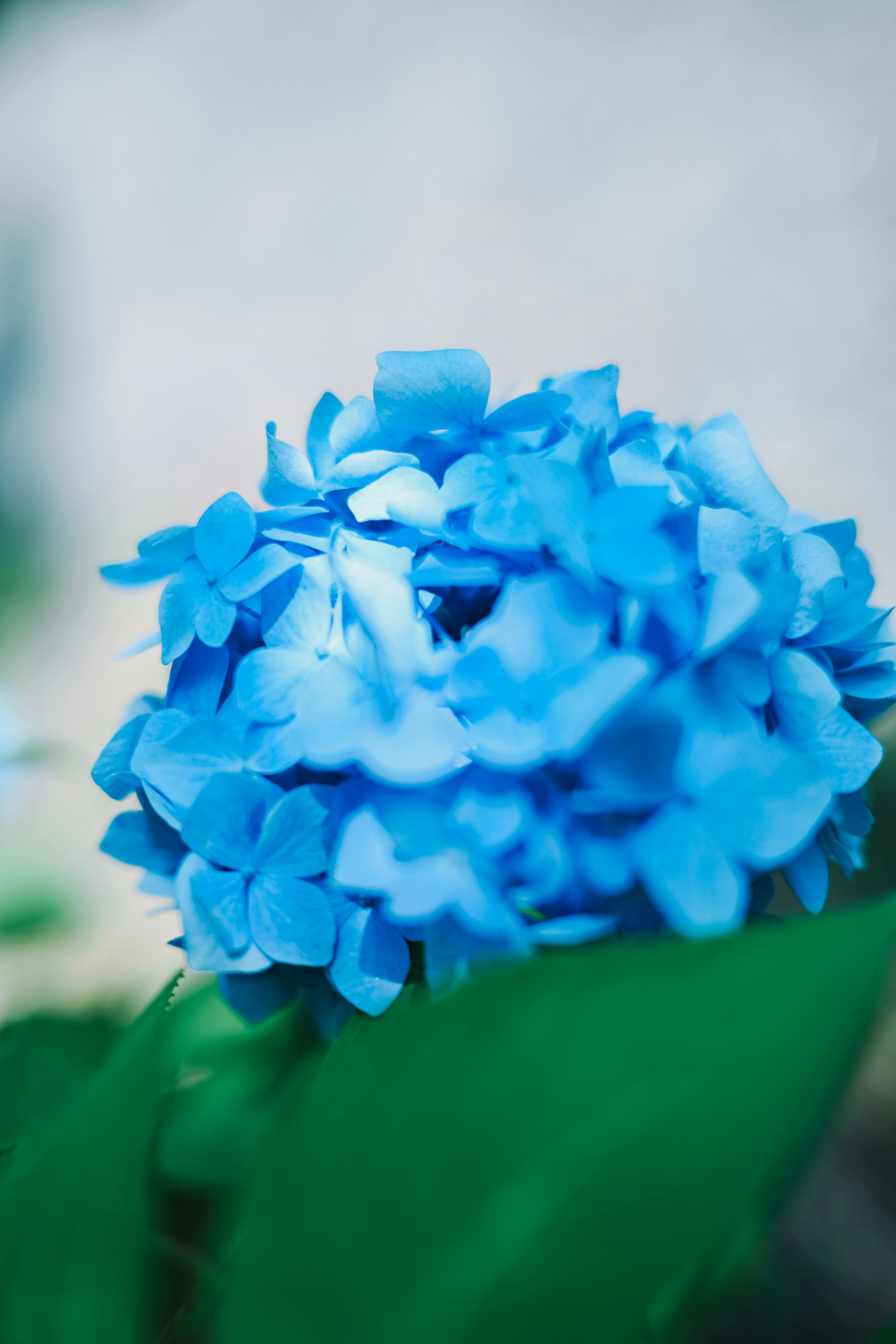 Nahaufnahme einer blauen Hortensie umgeben von grünen Blättern