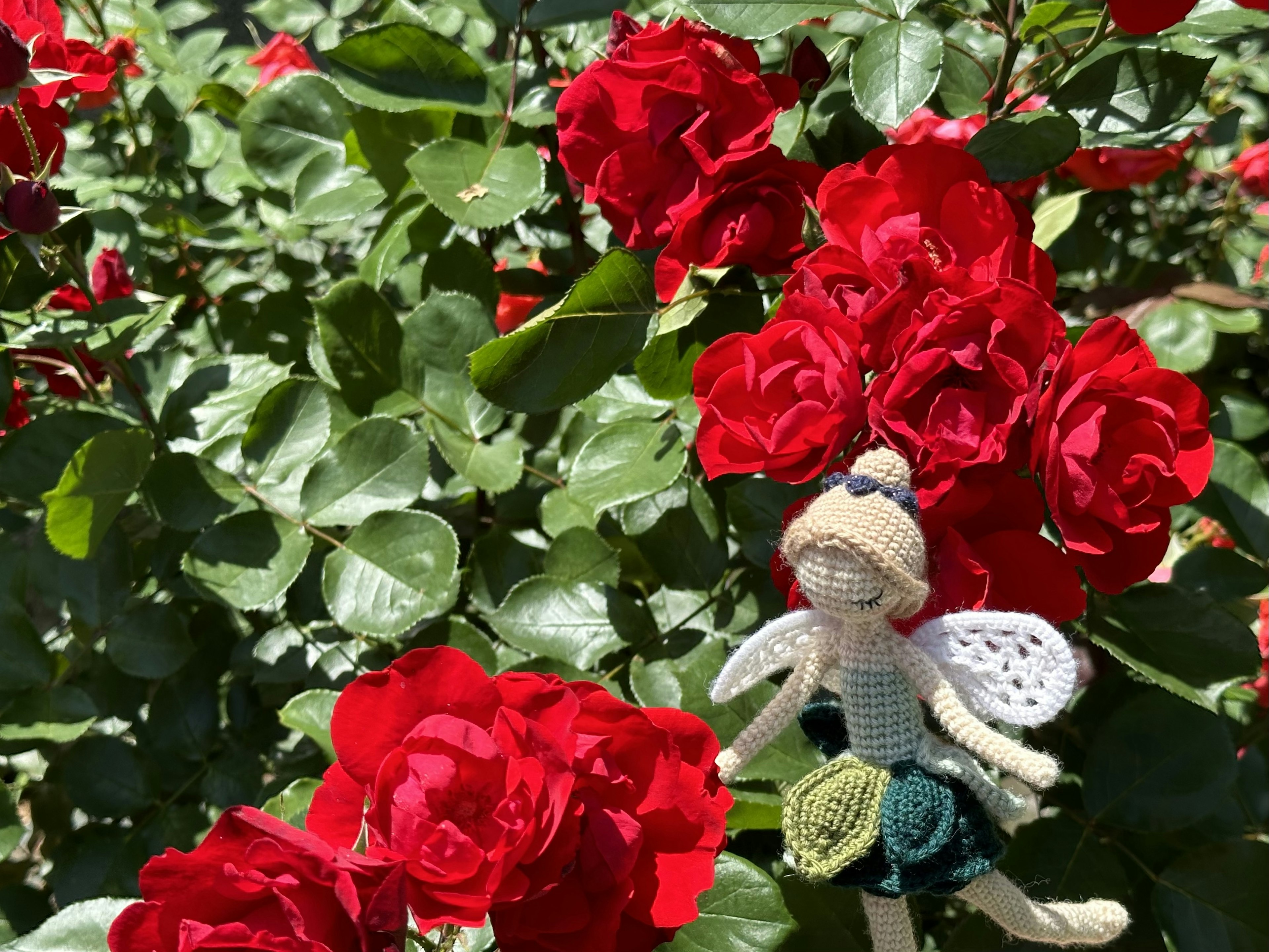 Una pequeña muñeca hada entre rosas rojas vibrantes