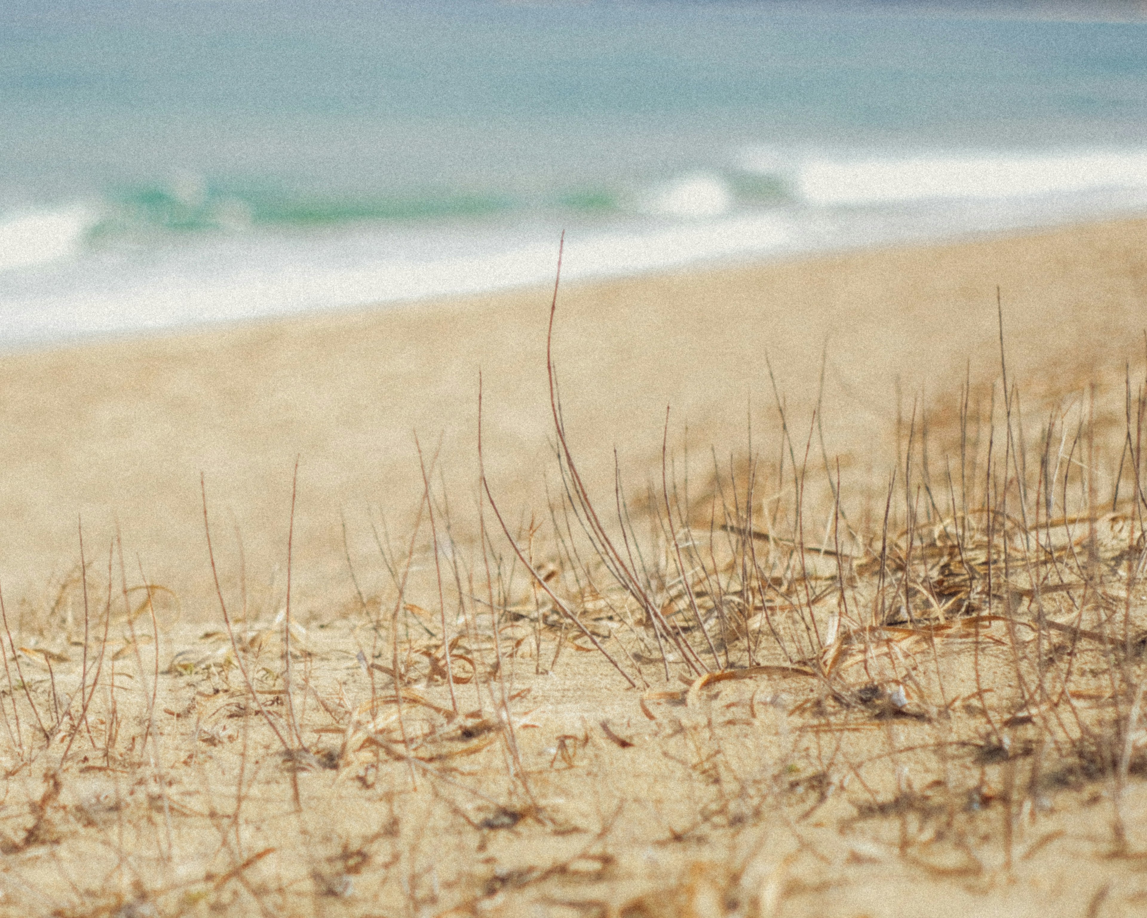 Rumput tipis tumbuh di pantai berpasir dengan lautan biru di latar belakang