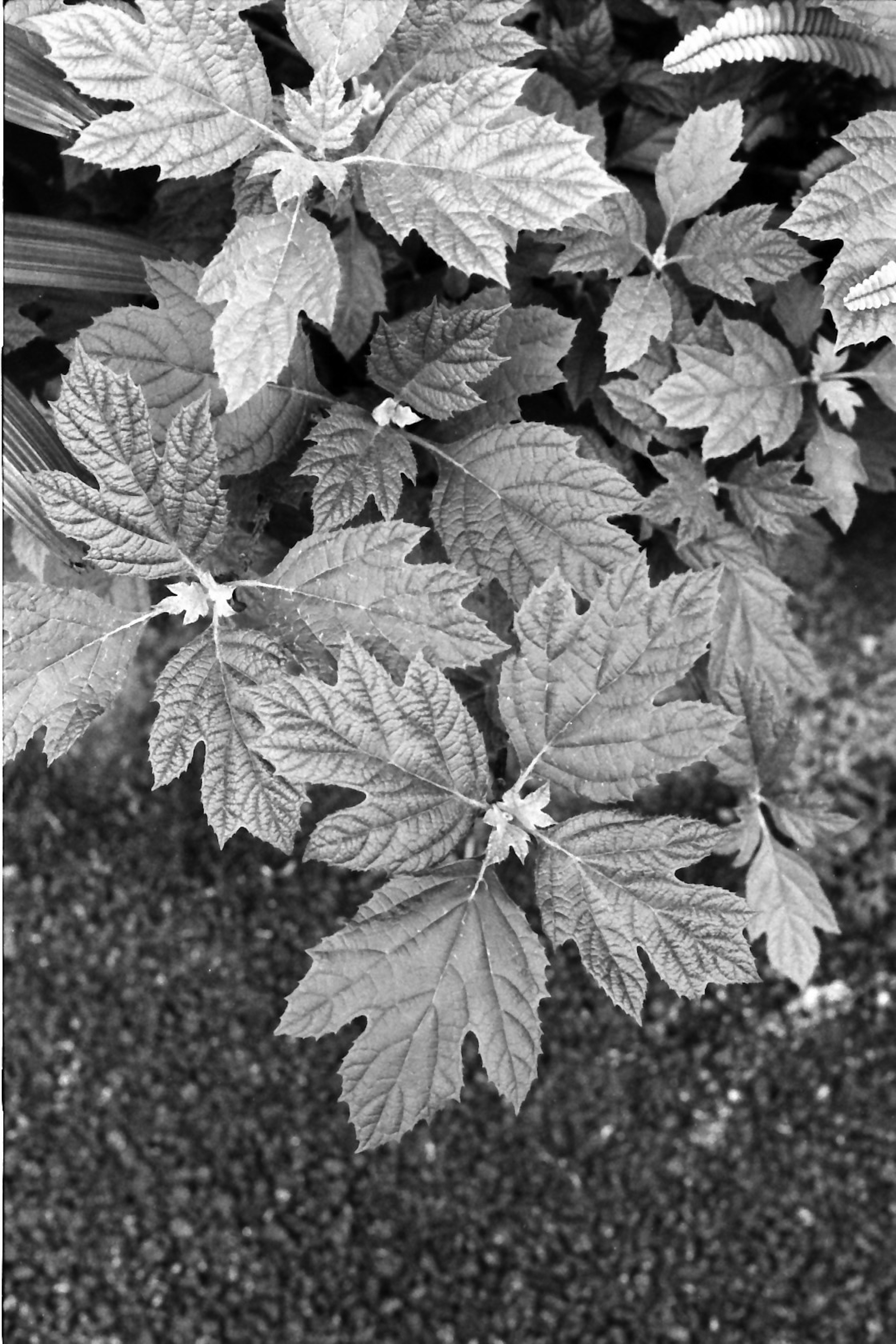 Top view of lush black and white foliage with intricate leaf patterns