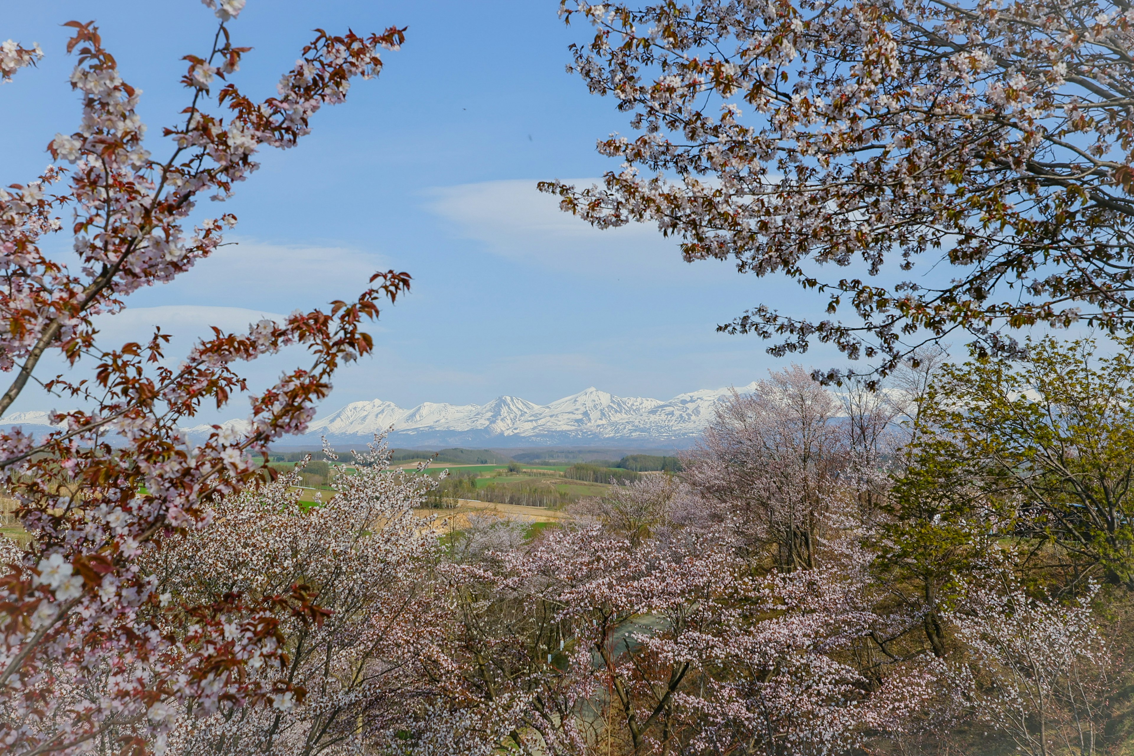 雪山と桜の木々が見える美しい風景