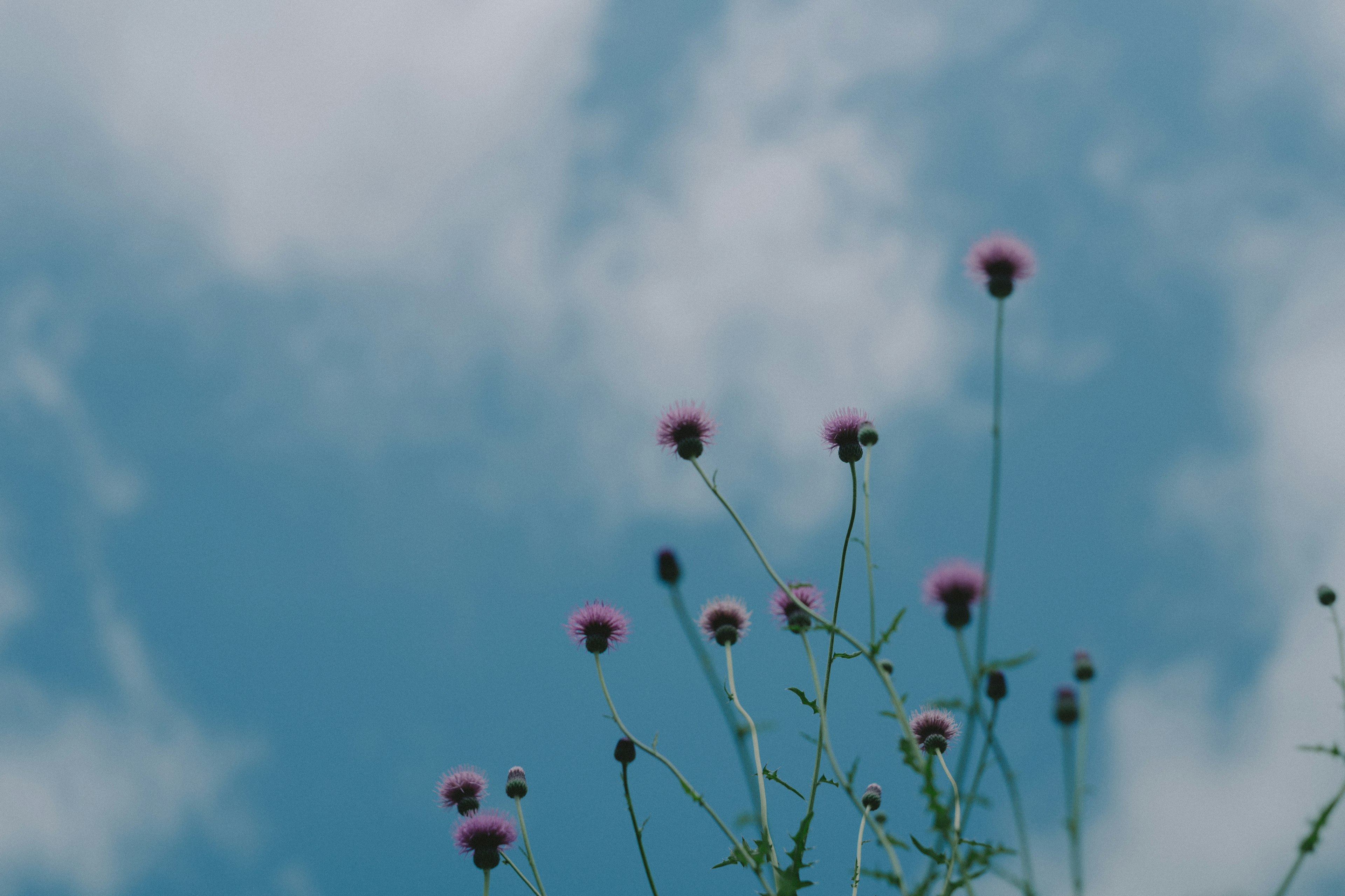 Fleurs roses épanouies sous un ciel bleu avec des nuages