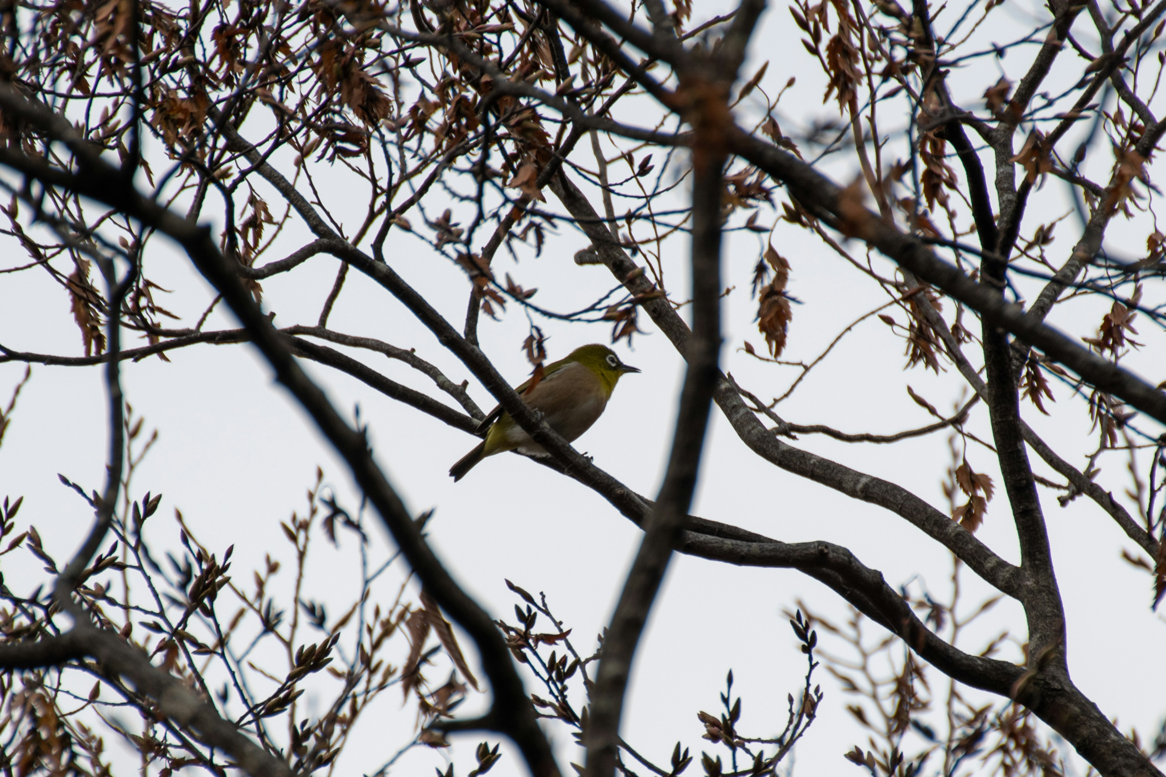 A small bird perched on a branch of a leafless winter tree