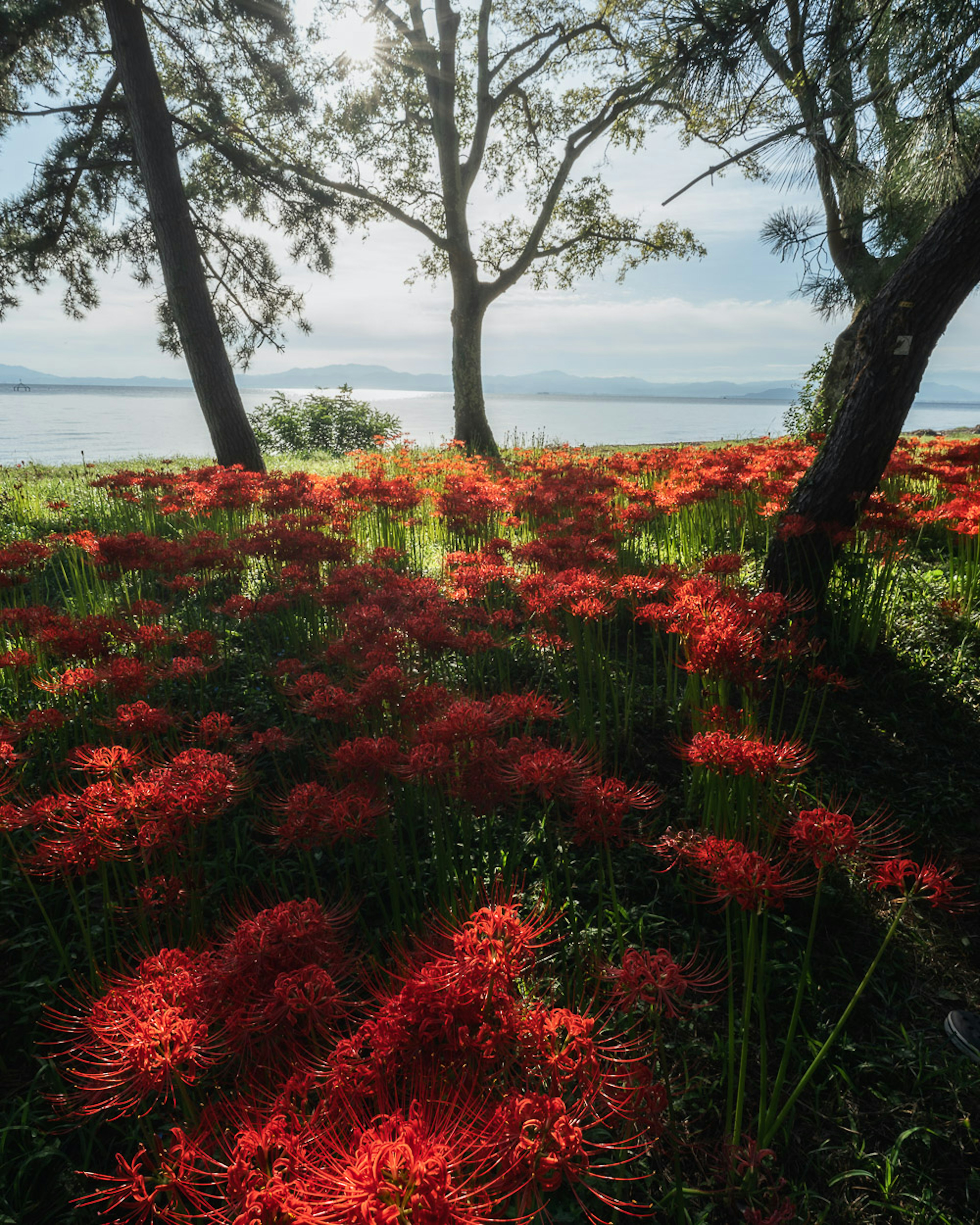 Vista escénica de flores rojas con árboles cerca de un mar azul