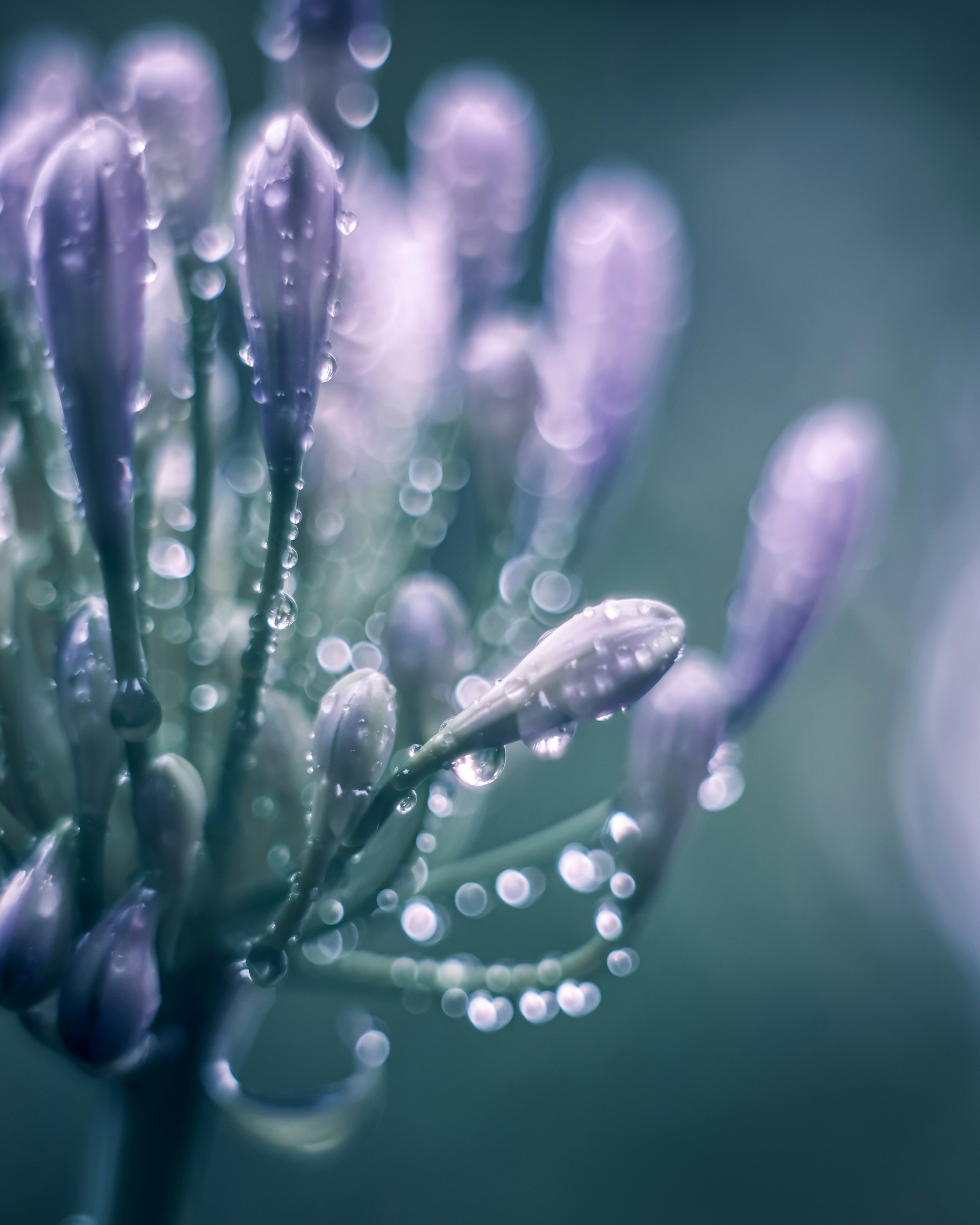 Primer plano de botones de flores moradas con gotas de agua