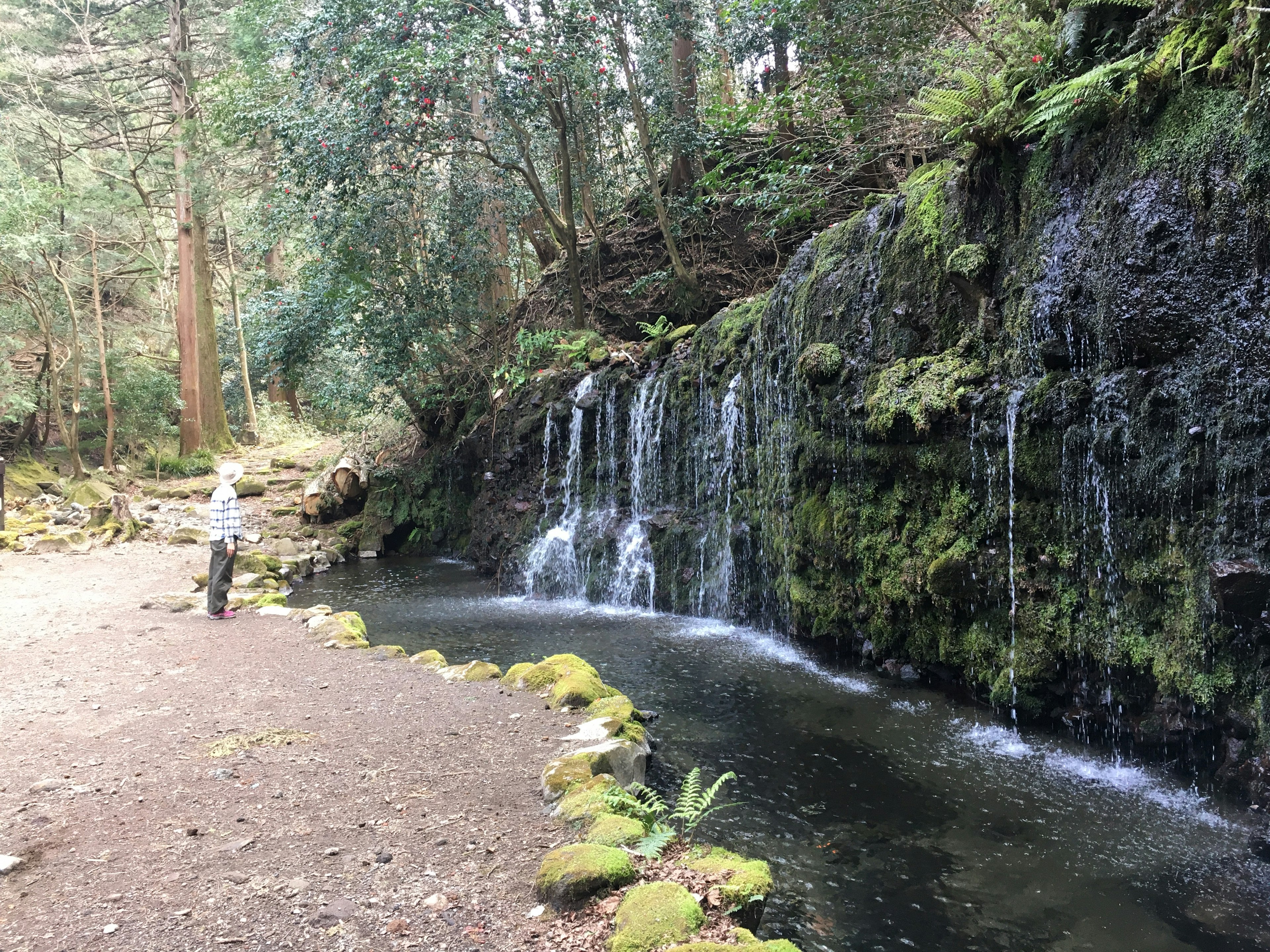 Ein kleiner Wasserfall und eine ruhige Wasserszene in einem üppigen Wald