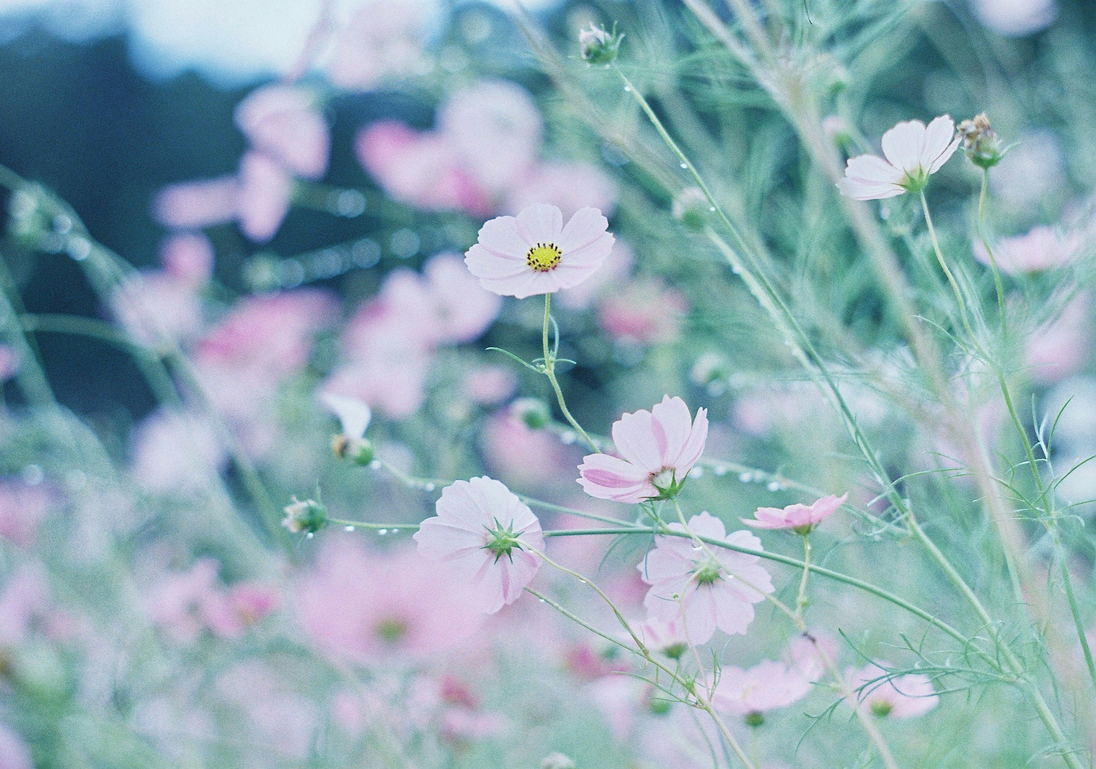 淡いピンクの花々が咲く風景 花弁と緑の茎が特徴的