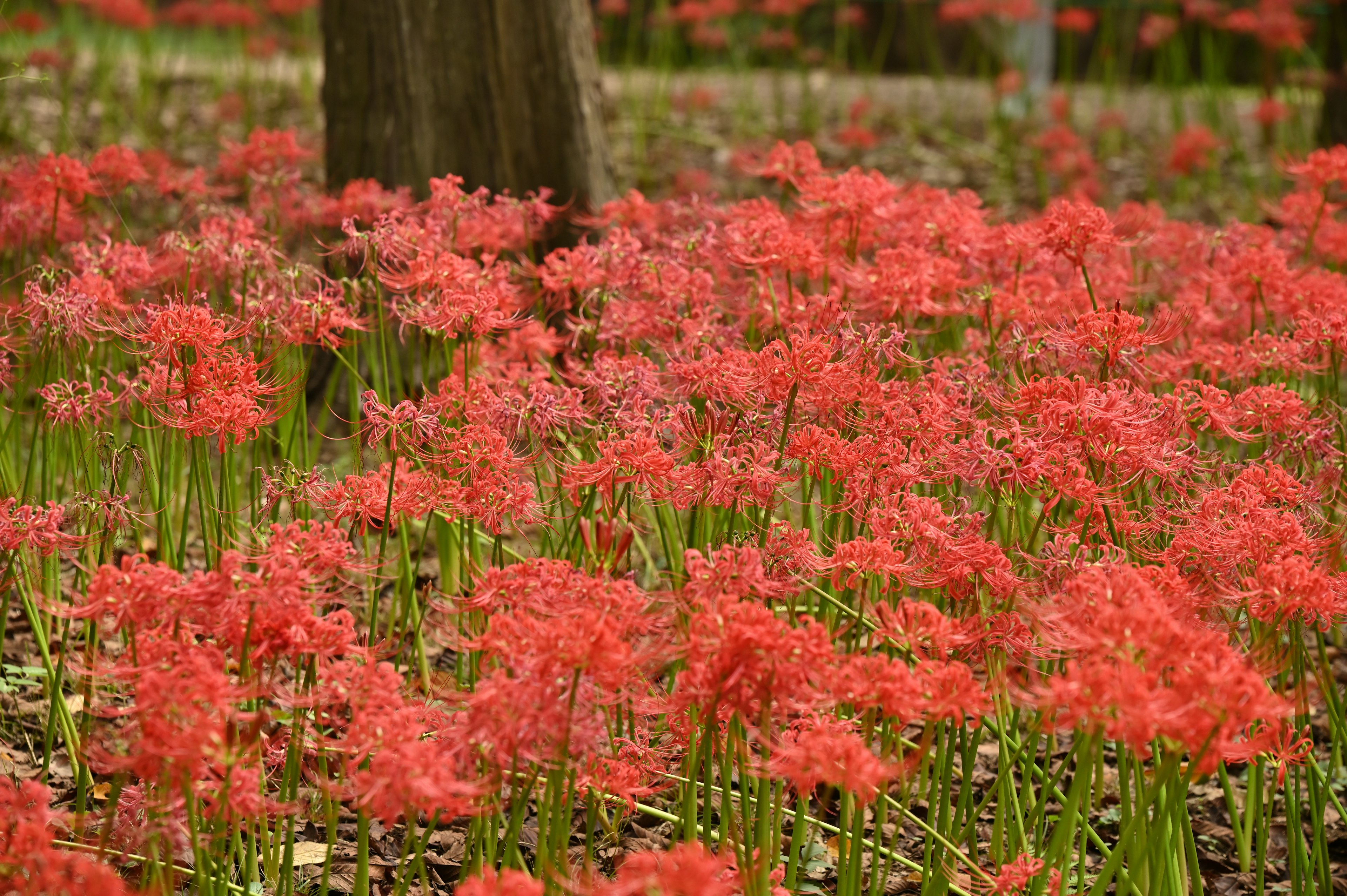 Ein Feld mit blühenden roten Spinnenlilien