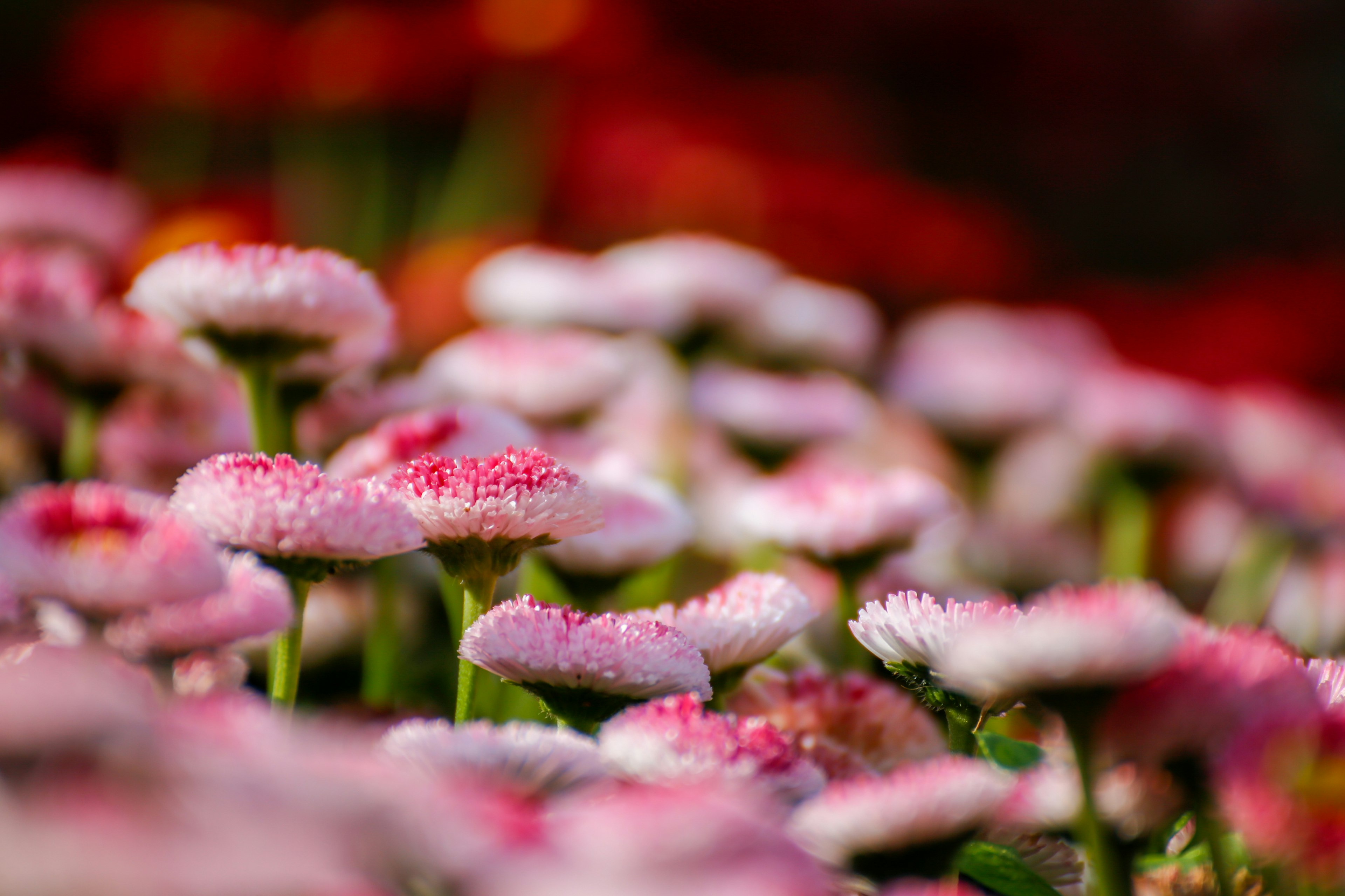 Un hermoso paisaje lleno de flores rosas en flor