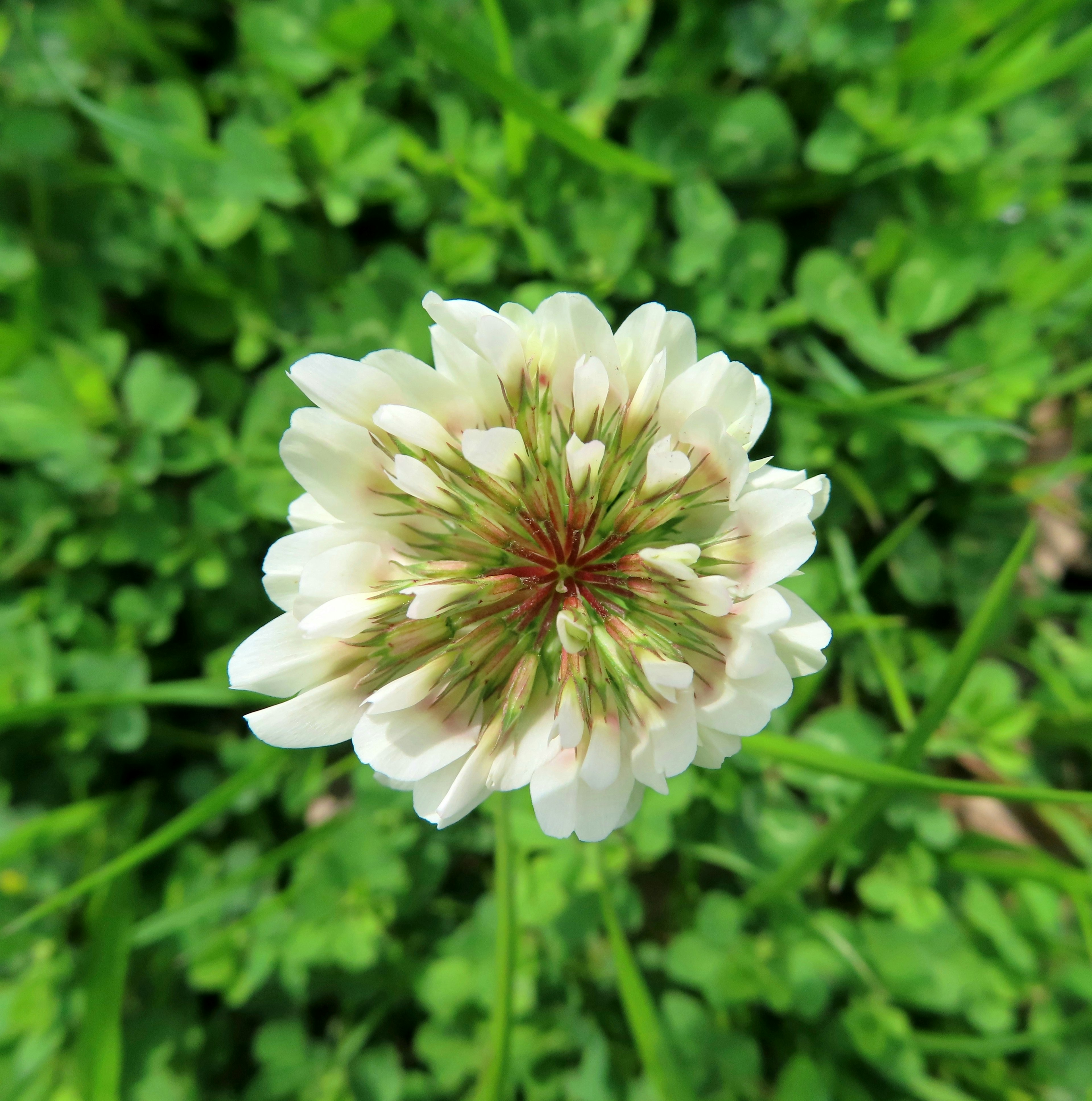 A white clover flower blooming among green leaves