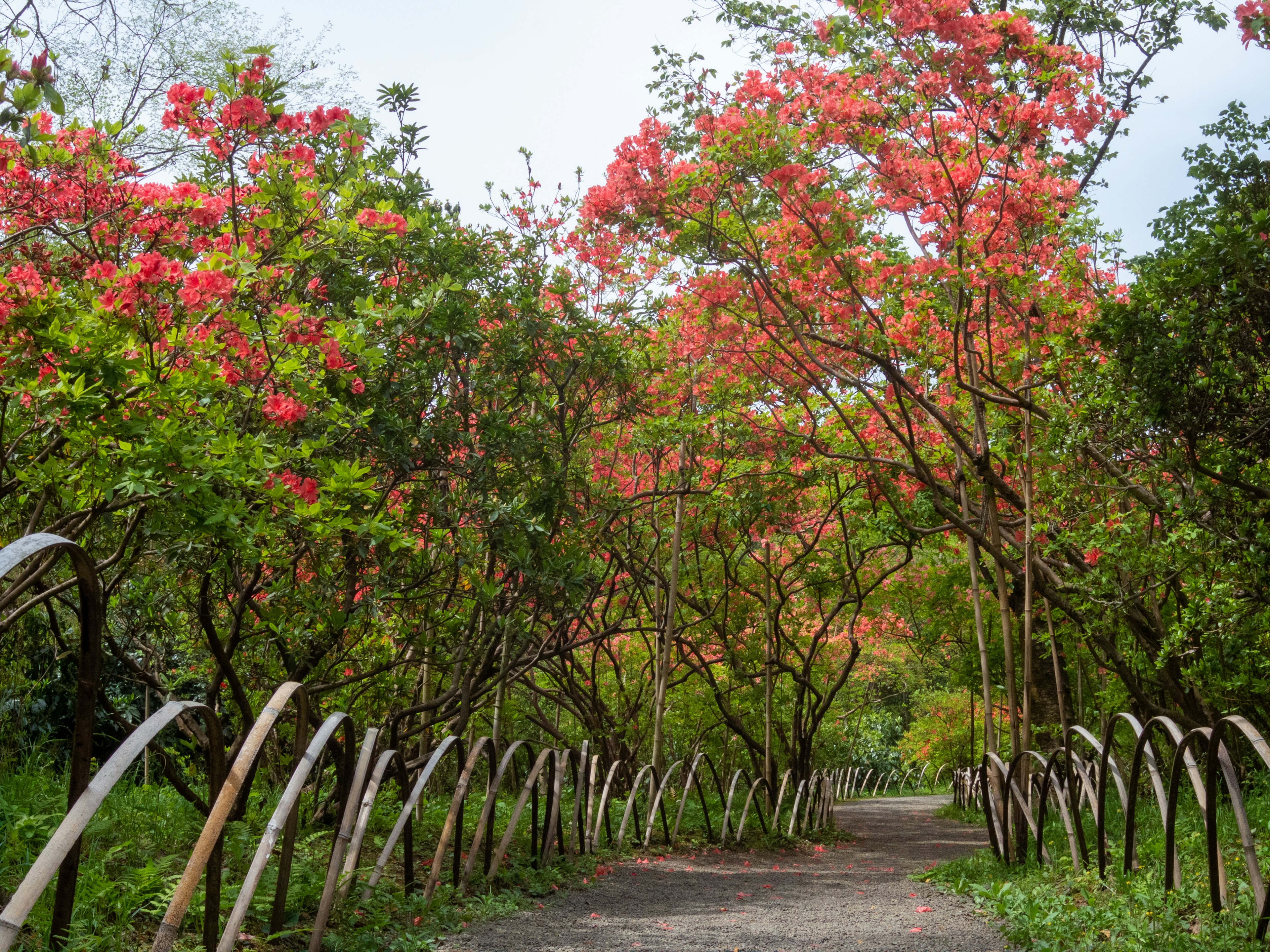 Pathway surrounded by green and red flowering trees