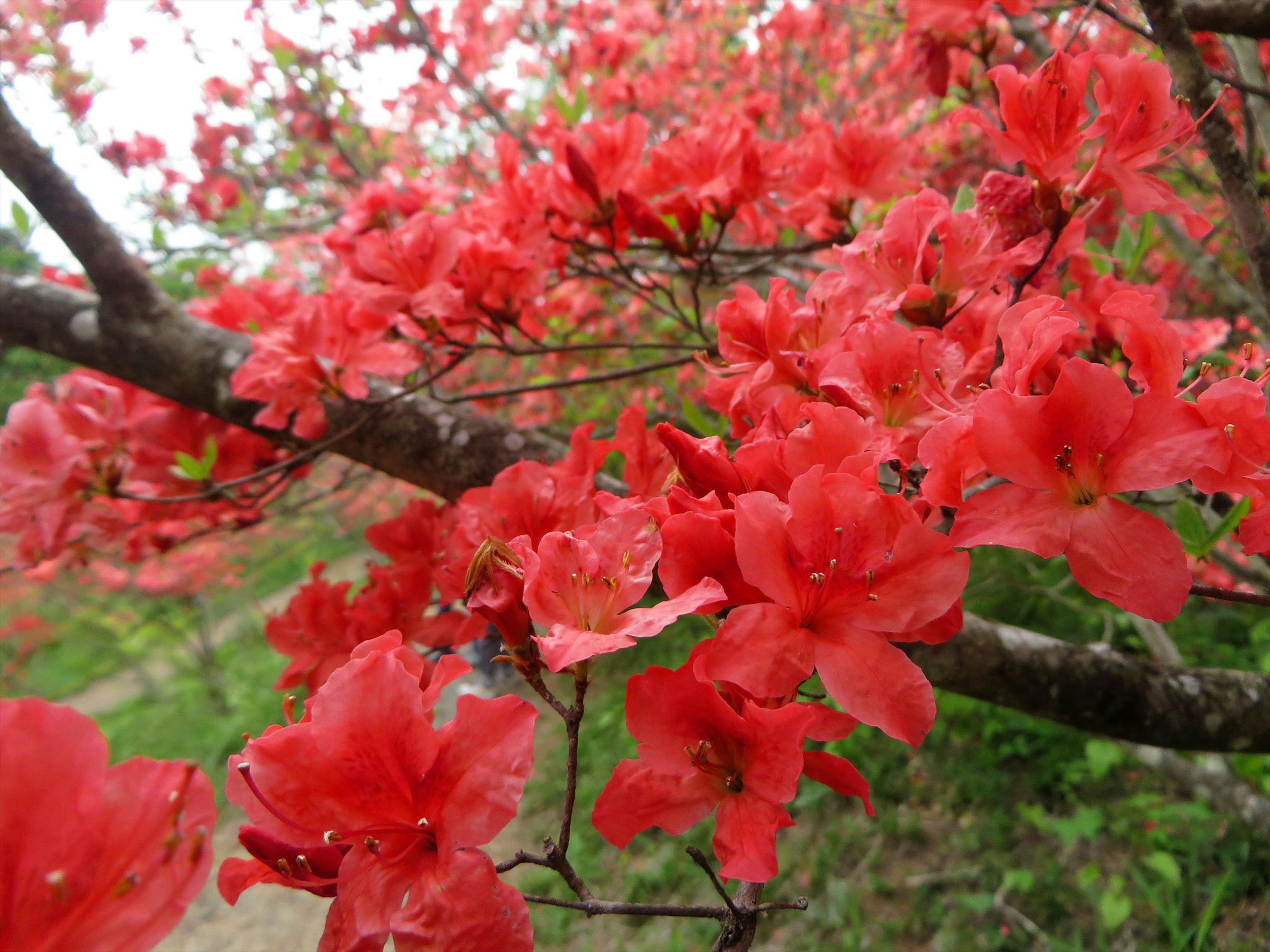 Acercamiento de un árbol en flor con flores rojas vibrantes