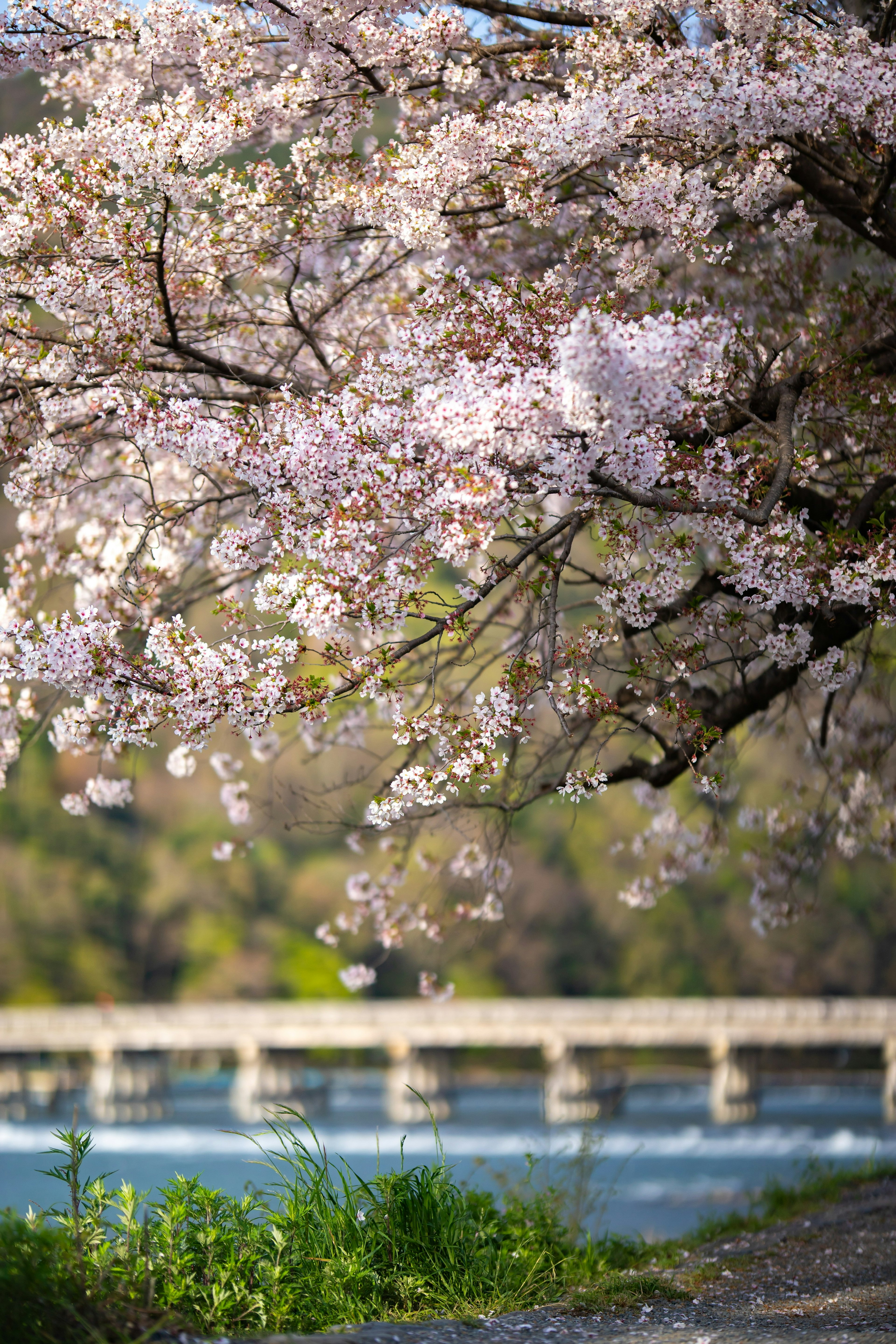 桜の花が咲く木と川の風景