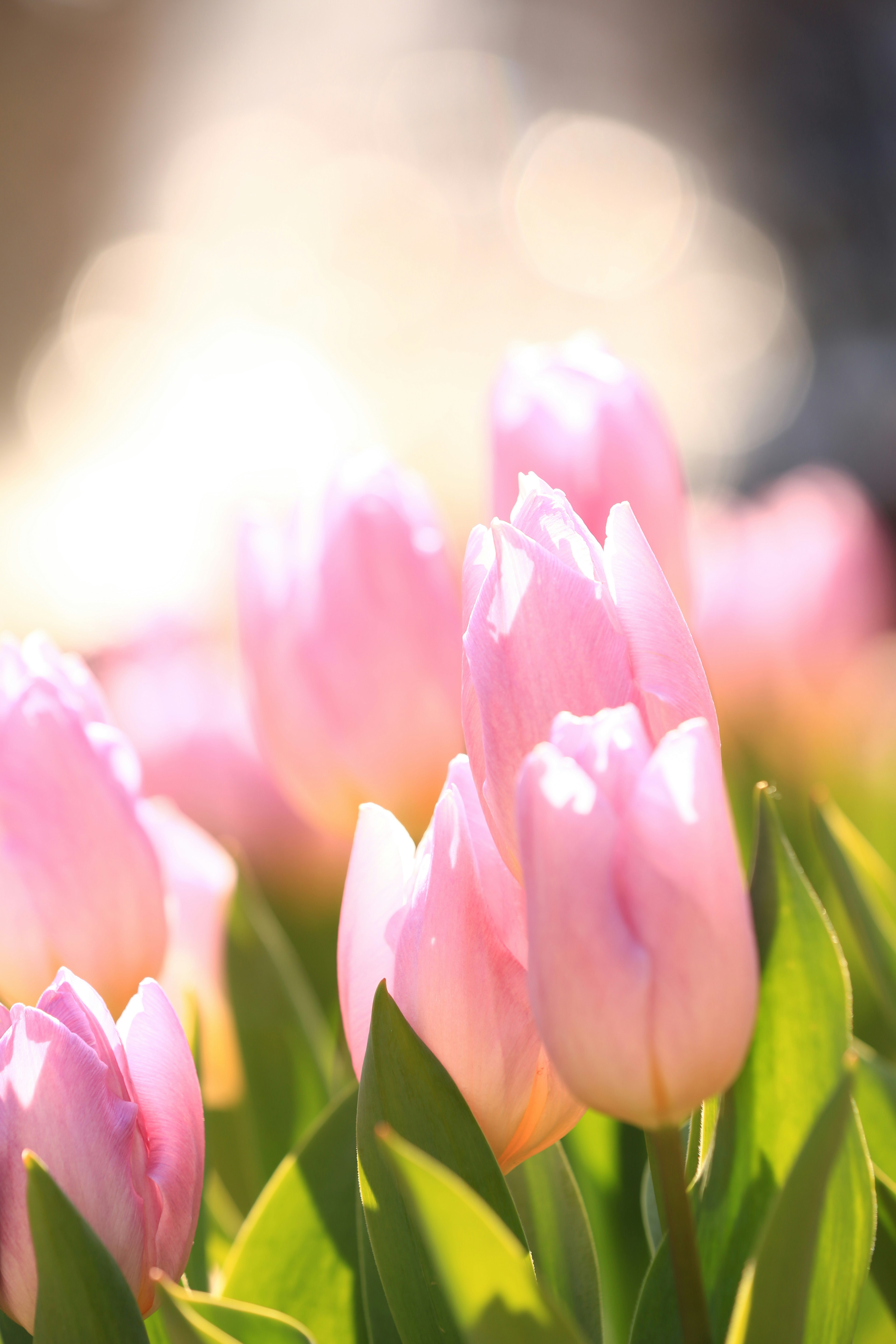 柔らかいピンク色のチューリップの花が咲いている様子