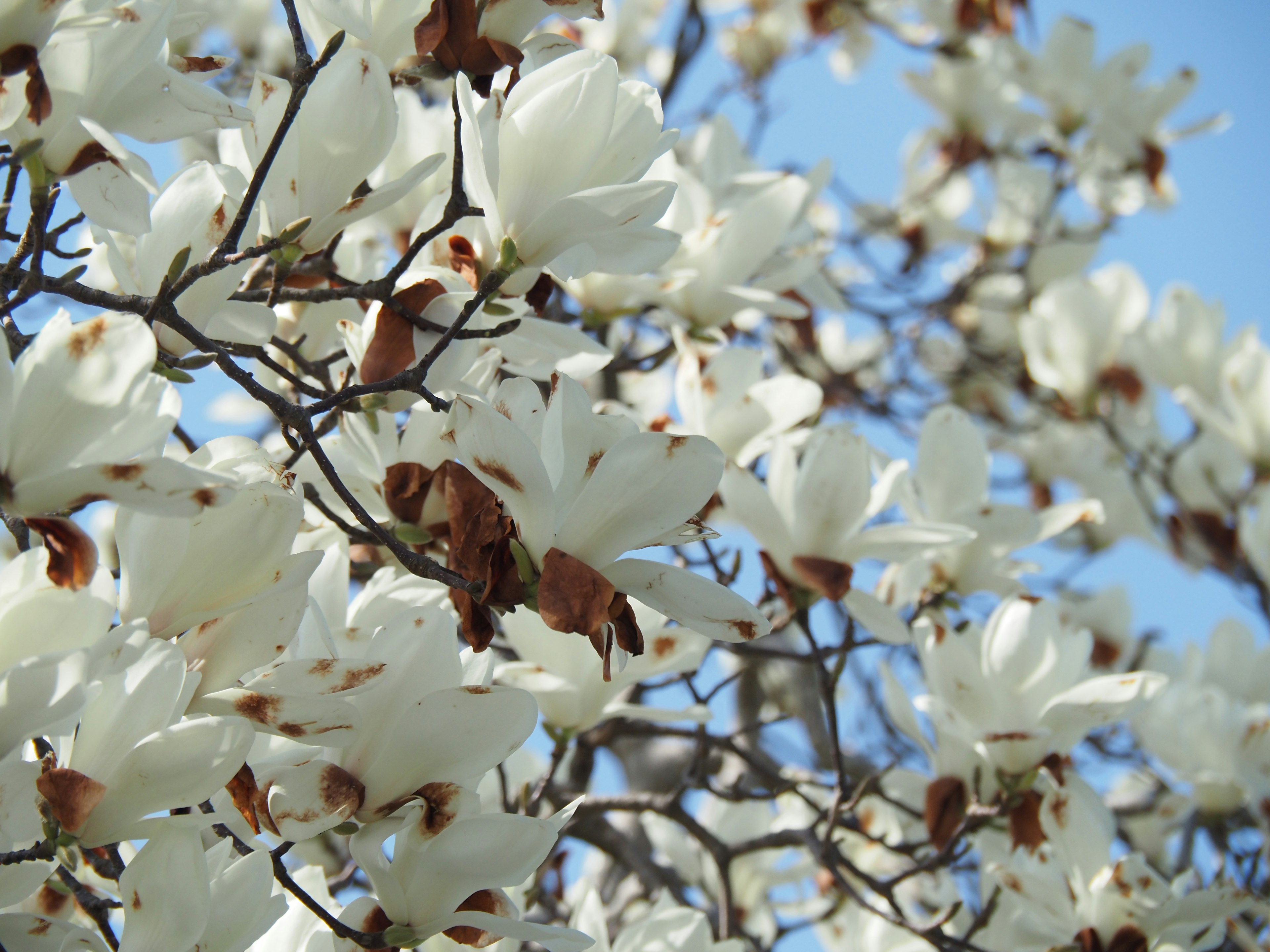 Close-up of white magnolia flowers blooming on branches