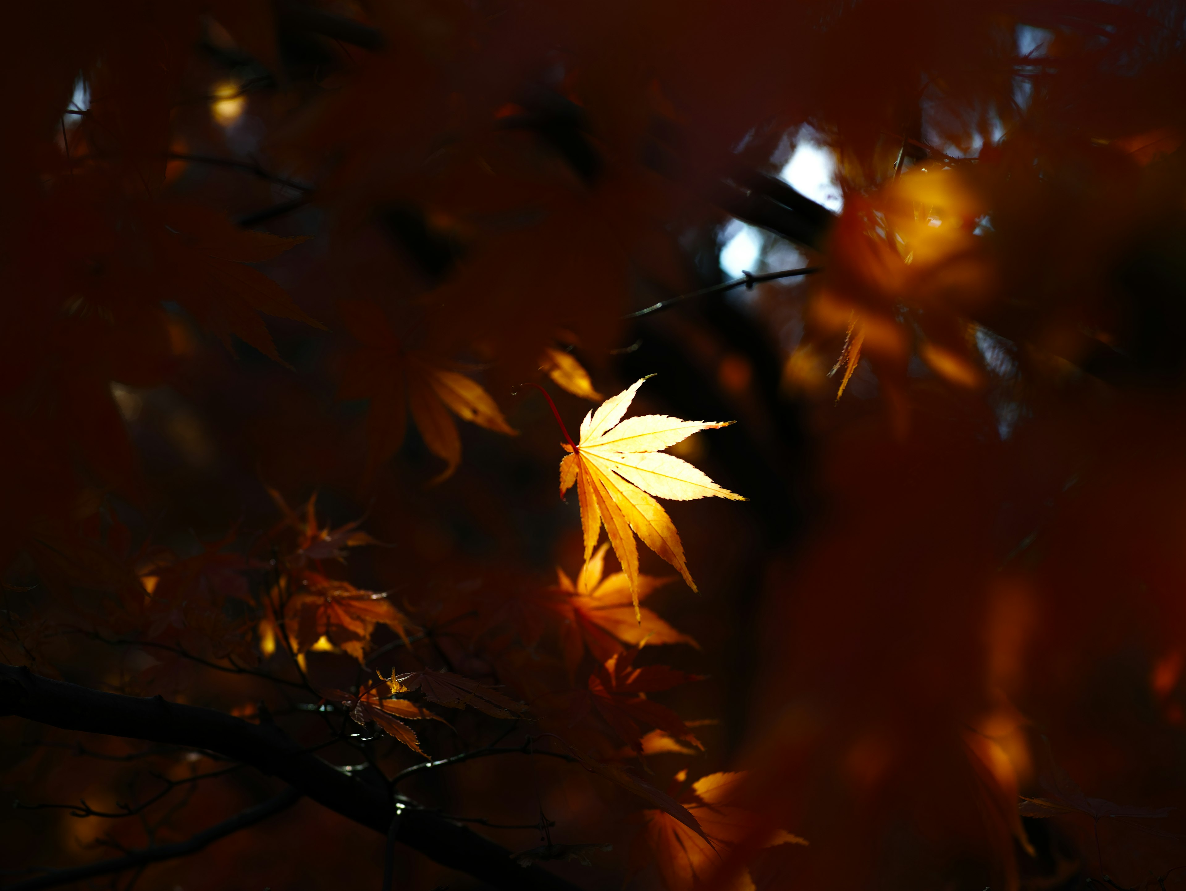 暗い背景に浮かぶ明るい紅葉の葉が特徴的な秋の風景