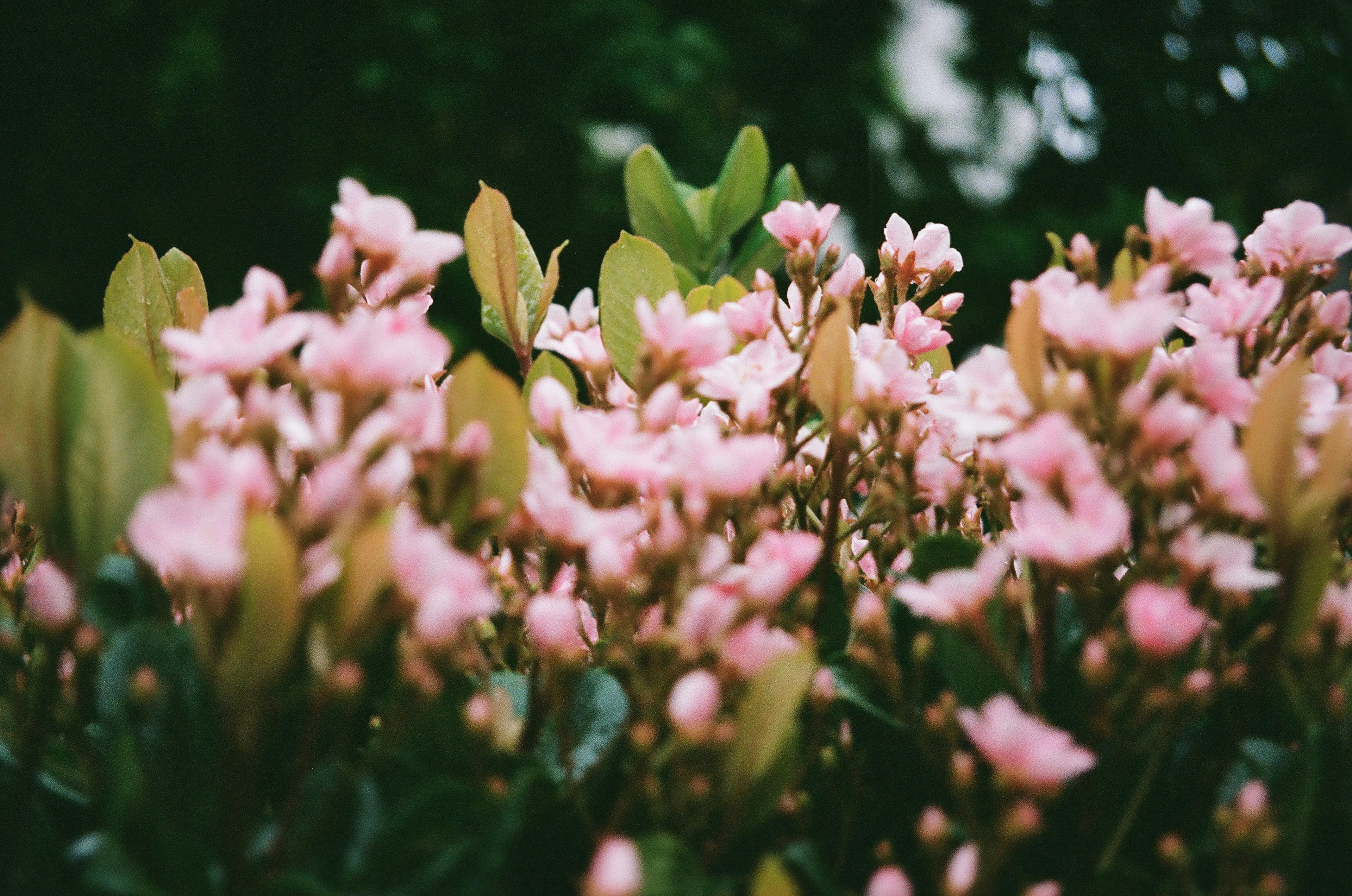 A beautiful display of pink flowers and green leaves