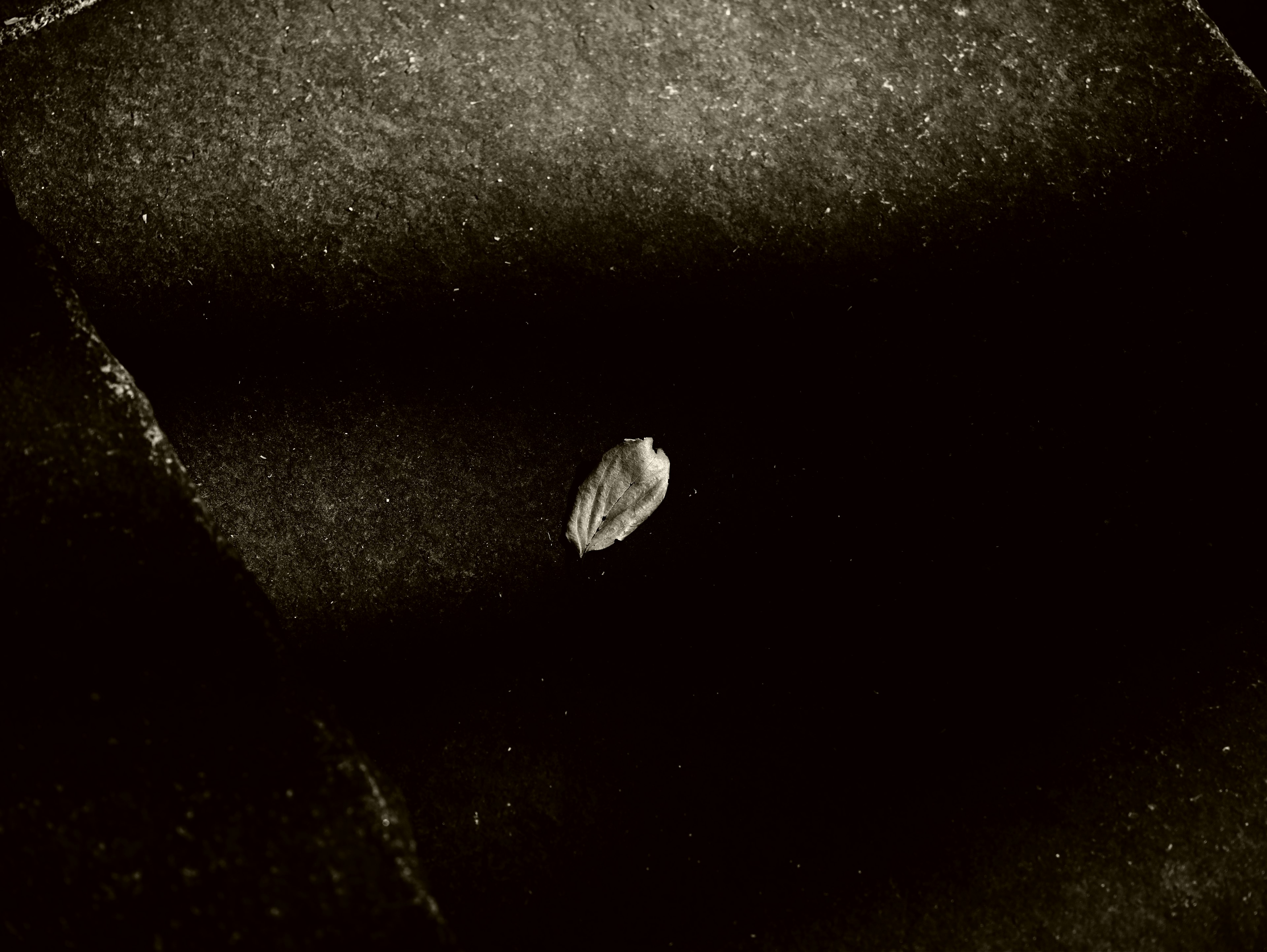 A small leaf-like object on the floor