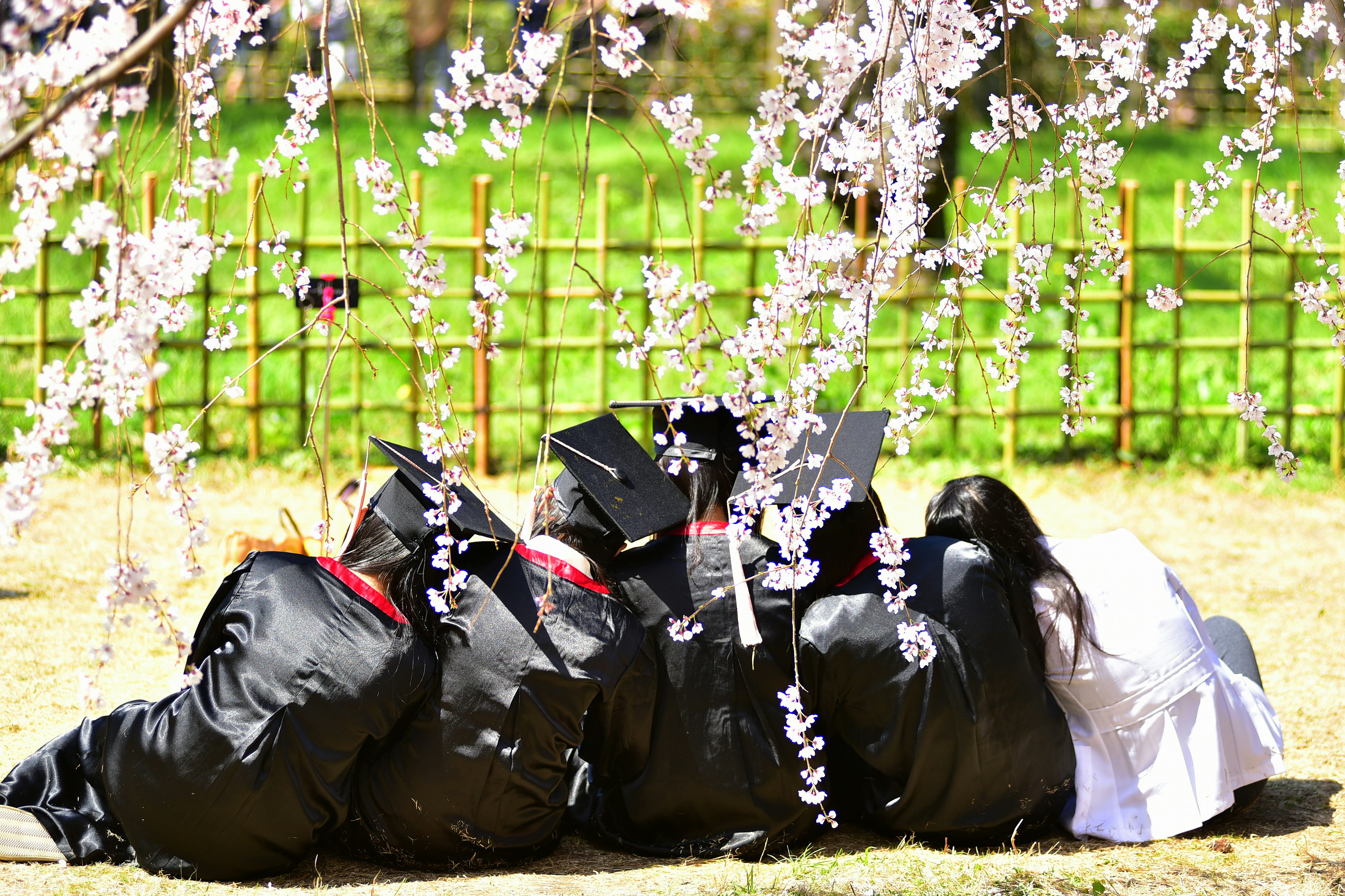 桜の木の下で卒業生たちが並んで座っているシーン