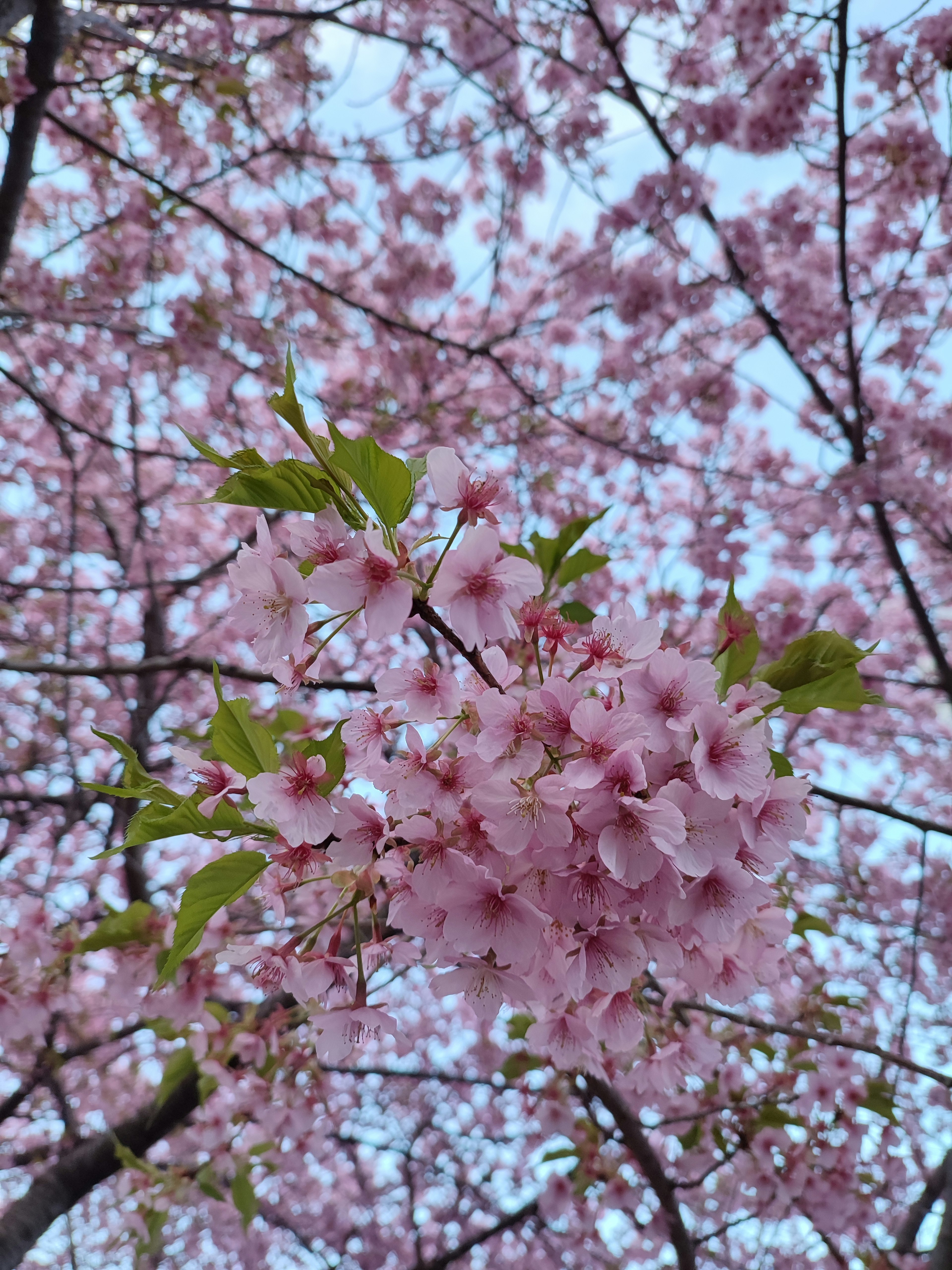 櫻花在樹枝上盛開，背景是藍天