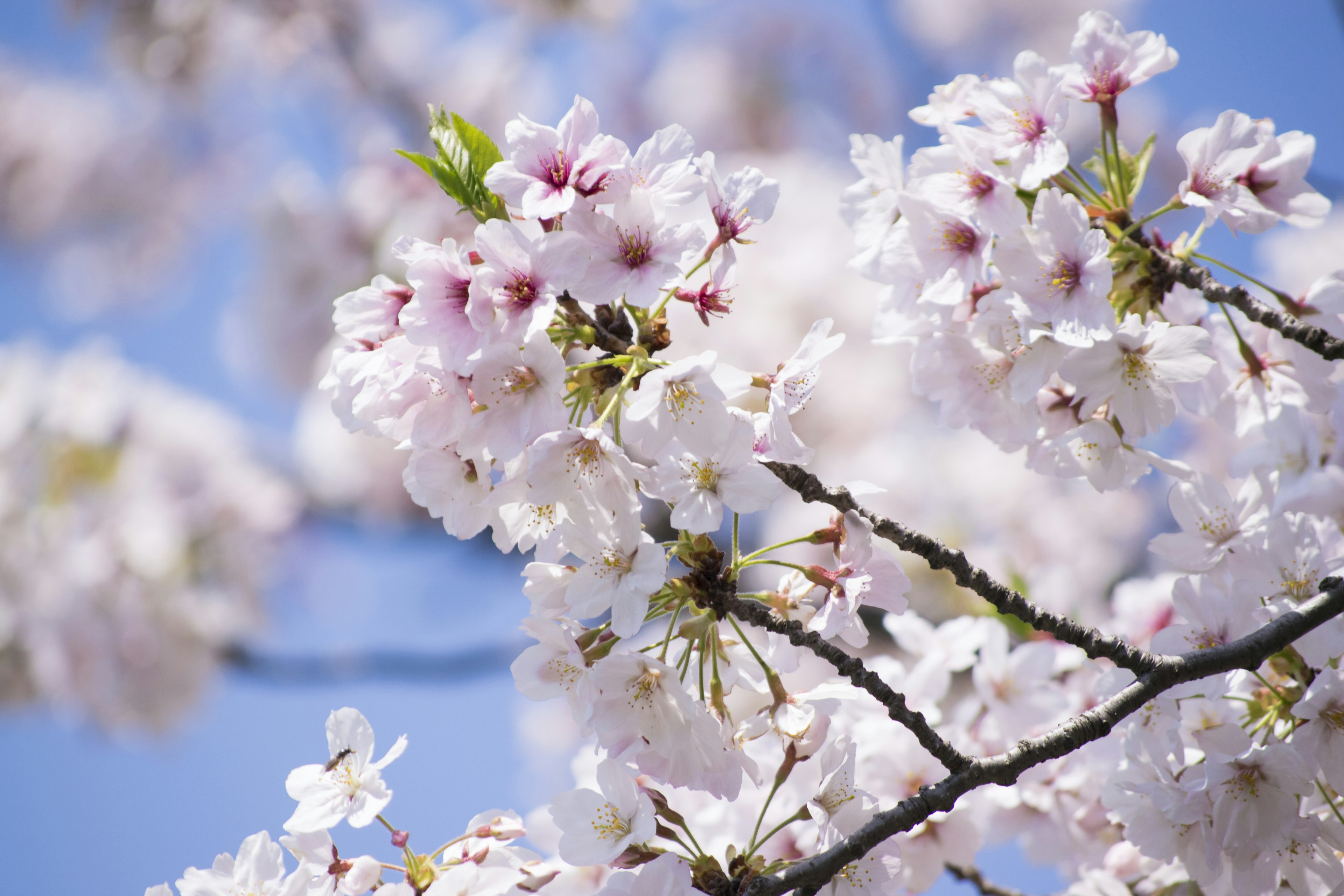 Acercamiento de flores de cerezo con pétalos blancos y rosas contra un cielo azul