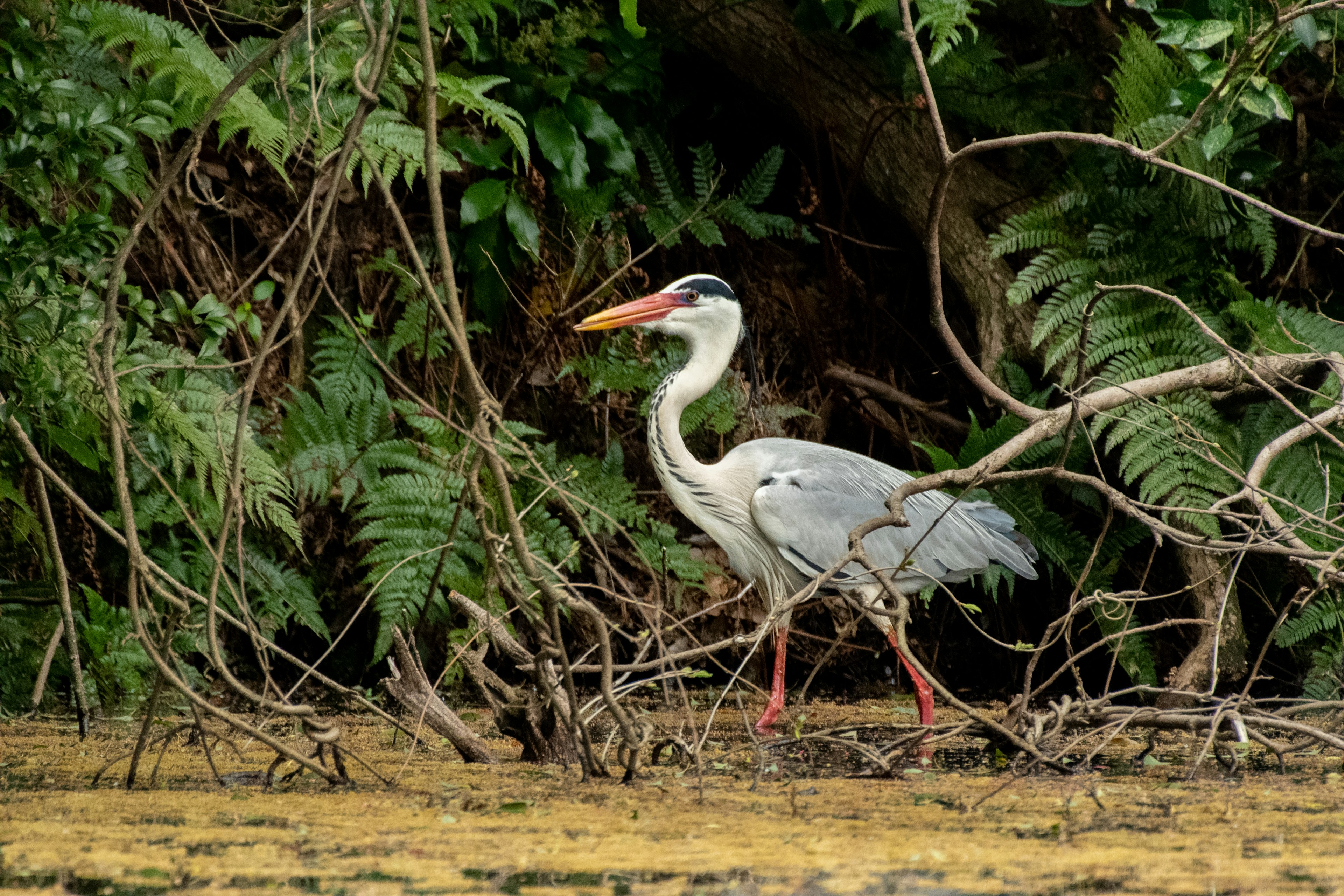 A heron standing by the water's edge surrounded by lush greenery