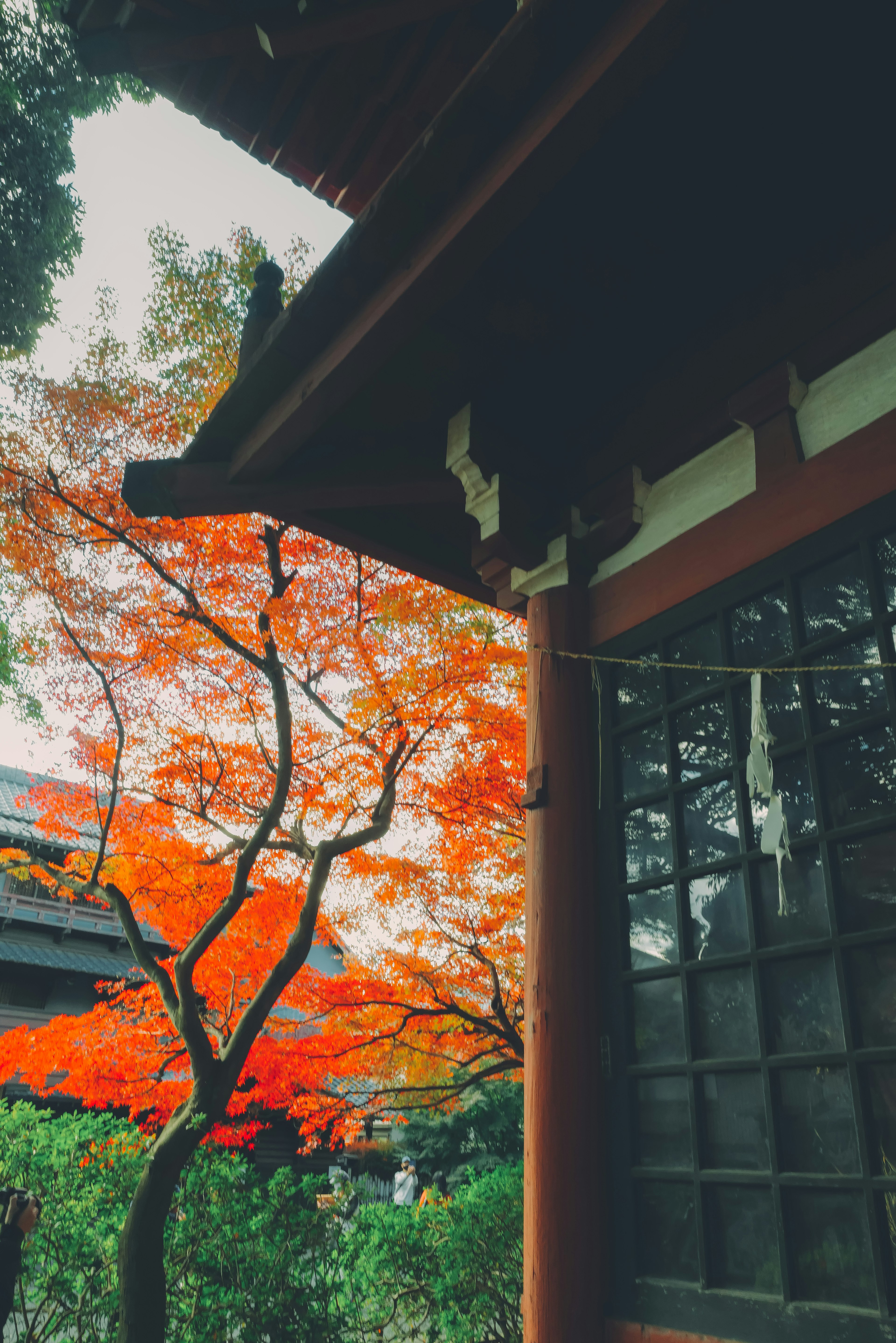 Daun musim gugur yang indah dengan bangunan tradisional Jepang