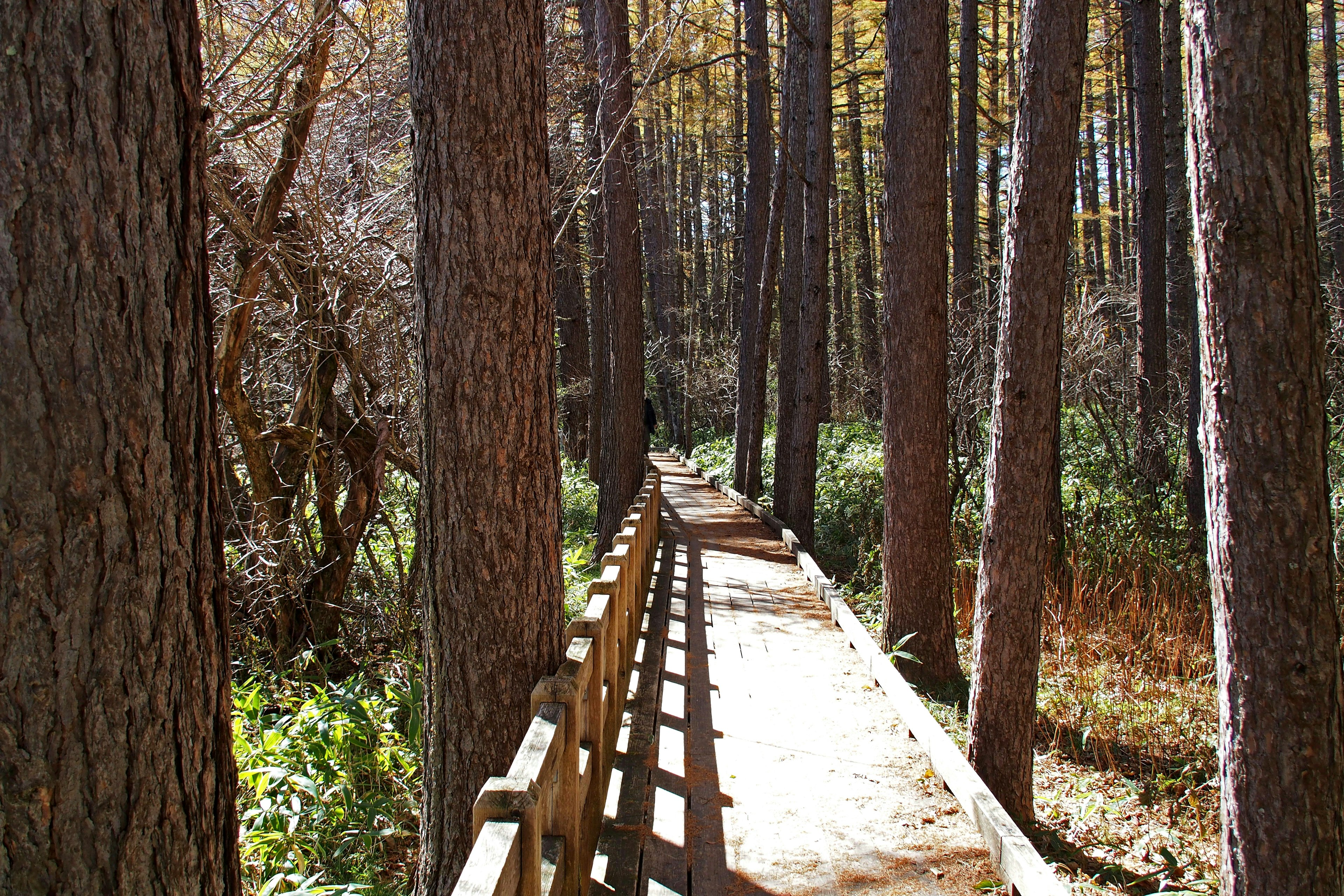 Wooden pathway winding through a forest with tall trees