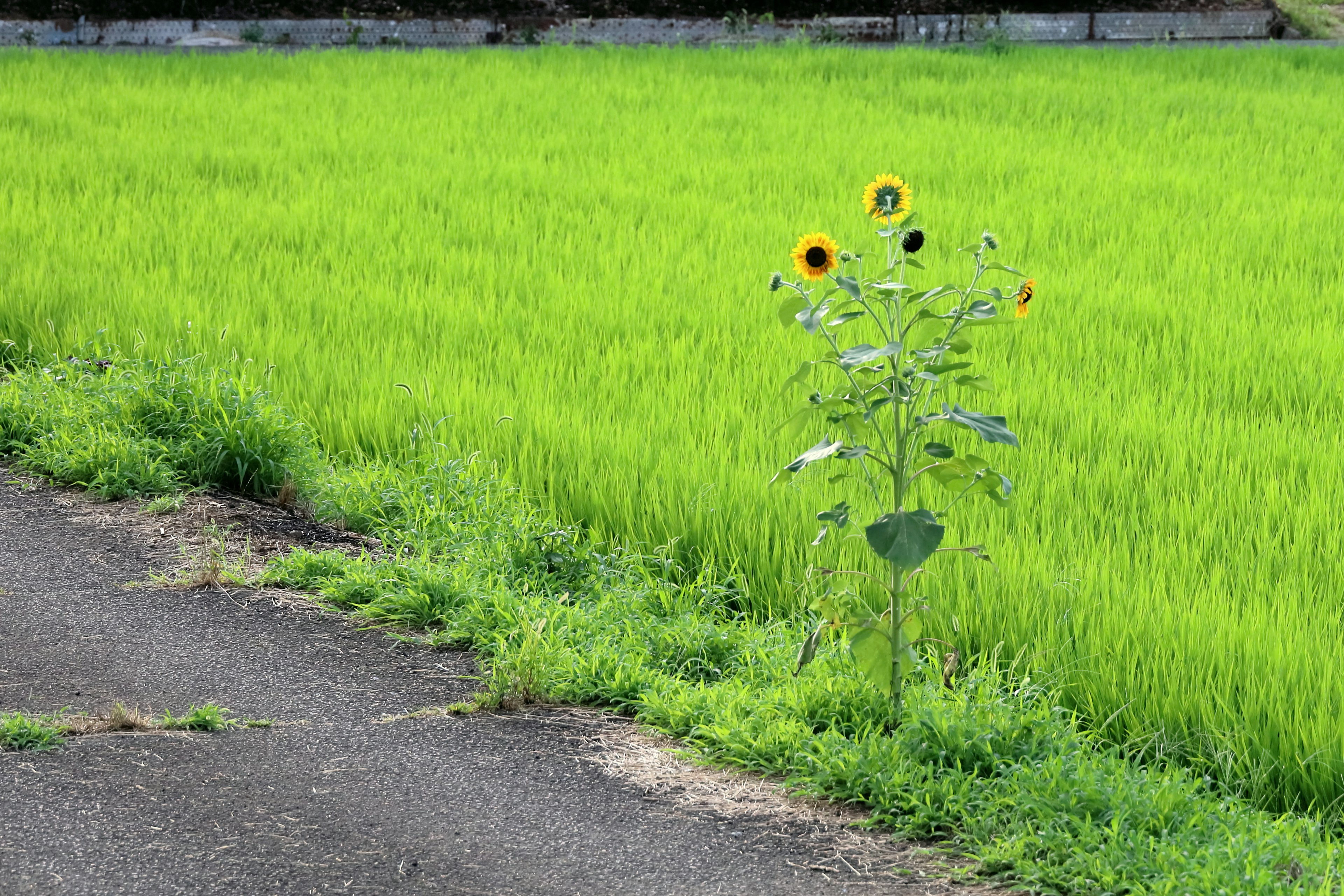 緑の稲作地の隅に咲くひまわりの花