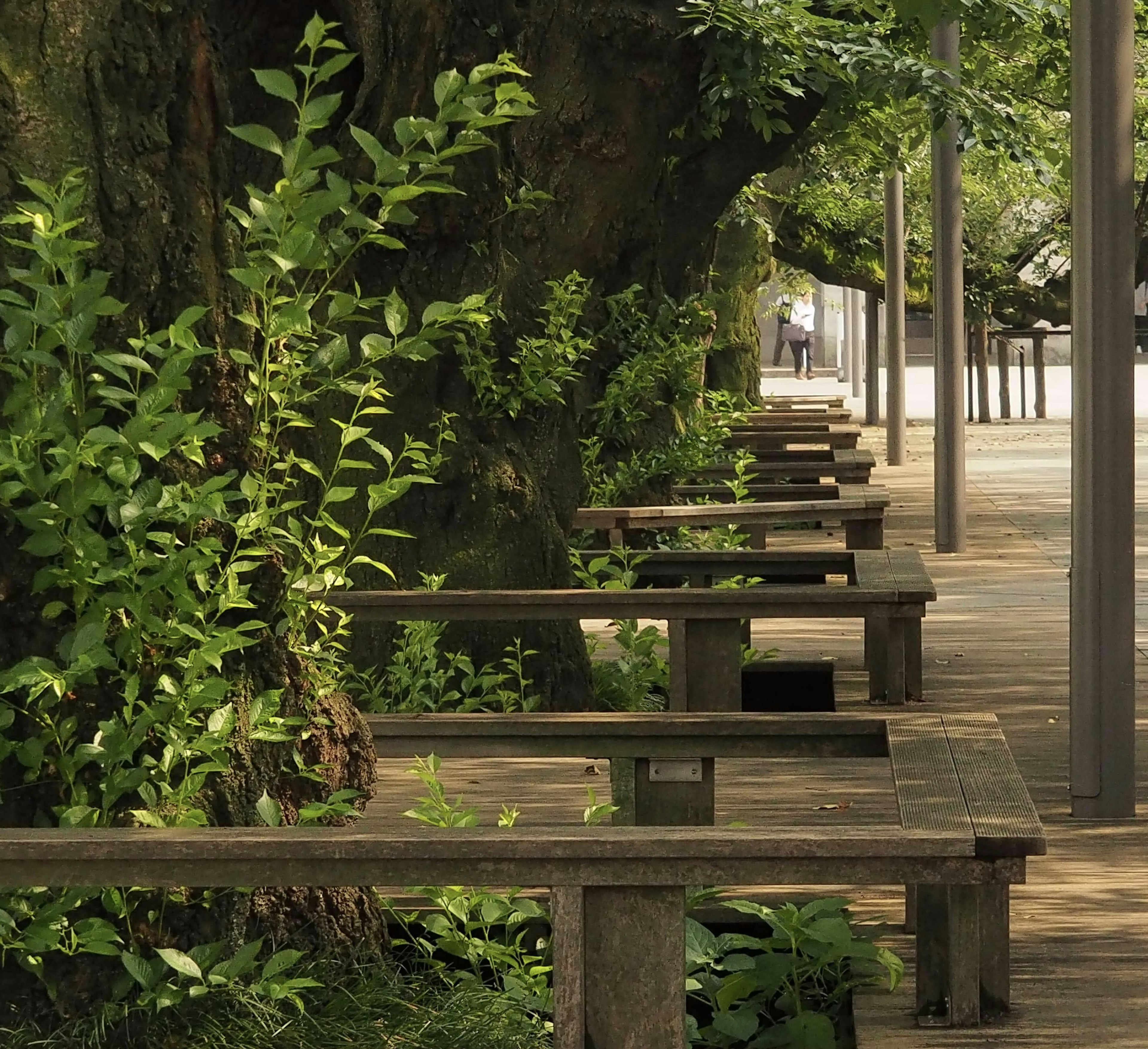 A serene walkway lined with wooden benches and lush greenery